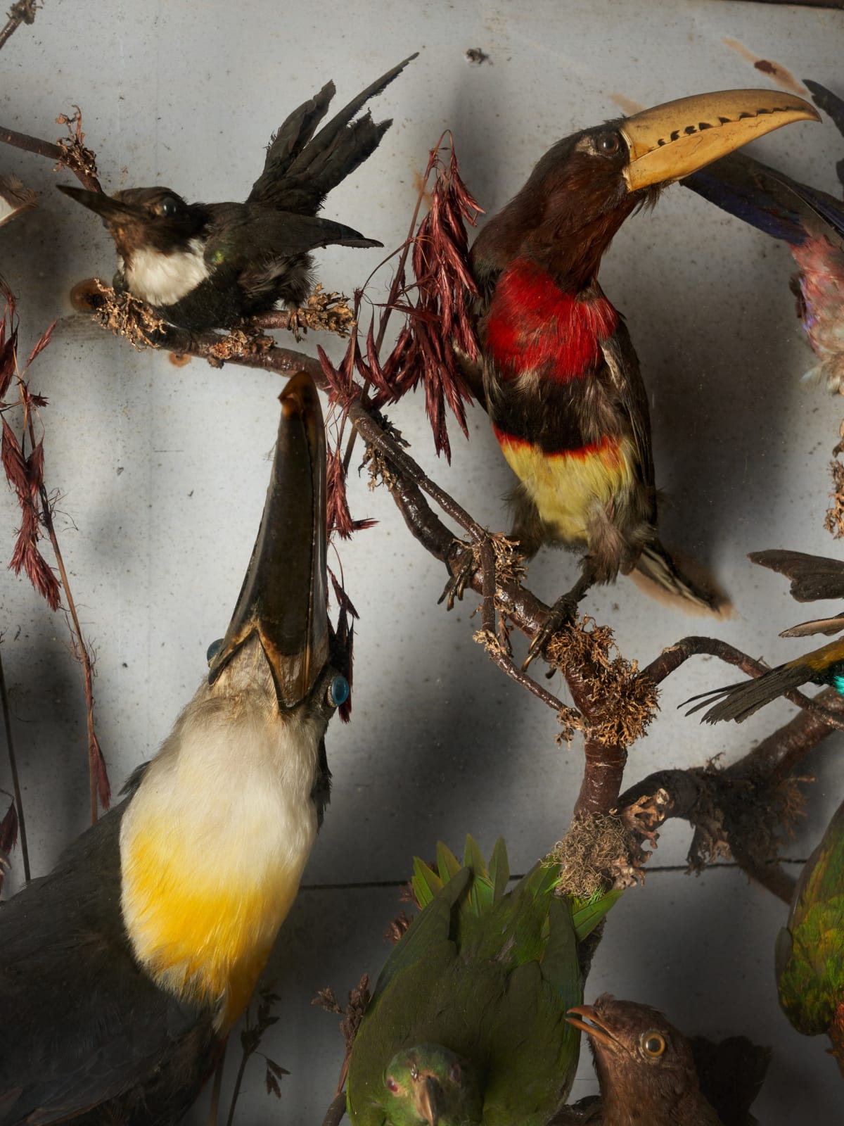 Early 20th C Diorama of 20 South American birds ,variously perched on branches and groundwork set within its original bowed frontglass case, <1947