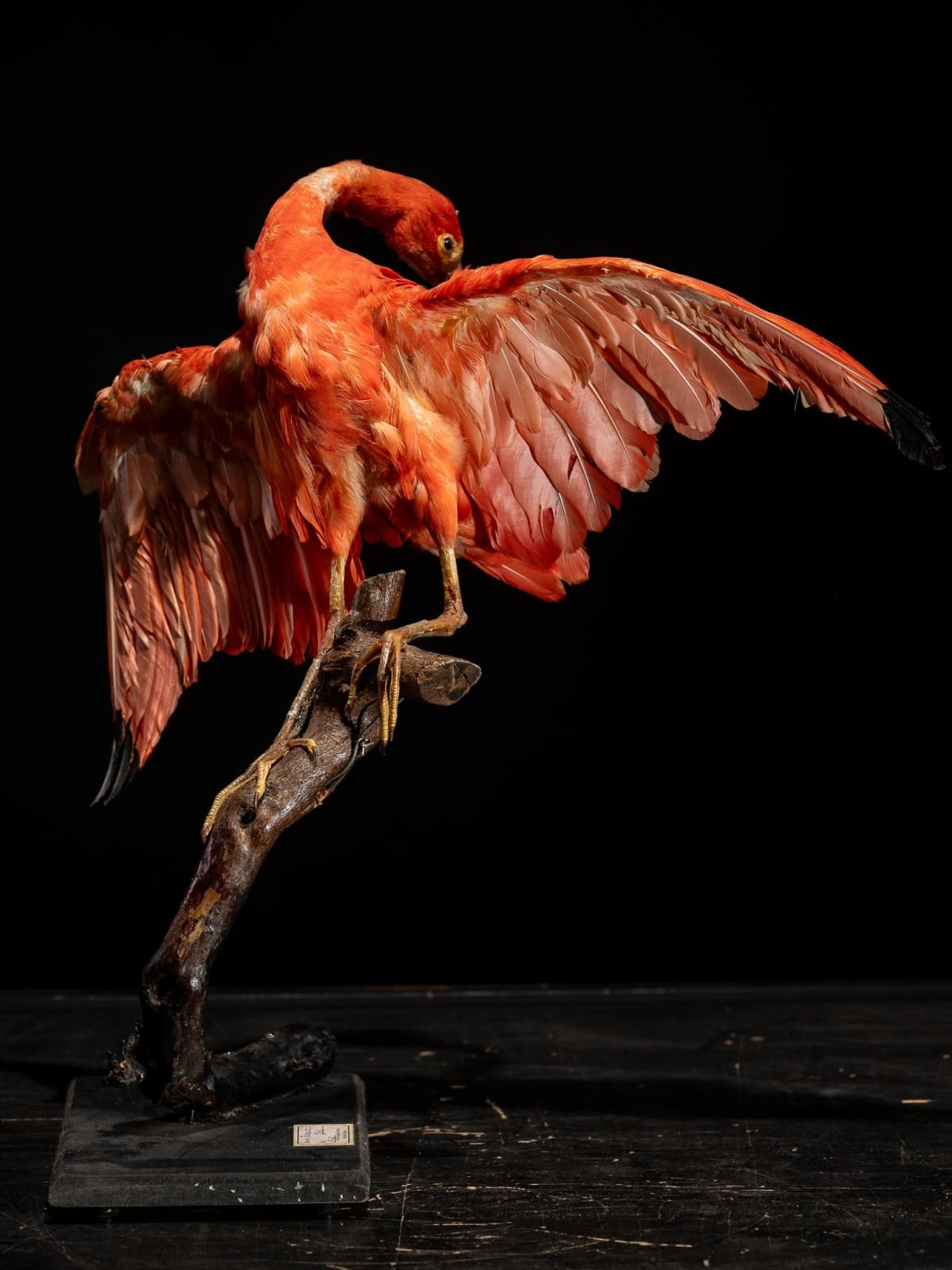 Red Ibis old taxidermy mount in preening position, United Kingdom, 20th Century