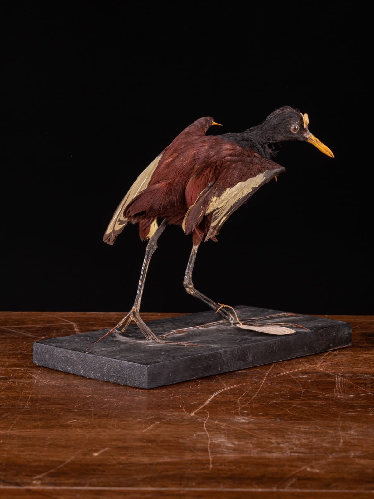 Wattled Jacana (Jacana jacana ) taxidermy,Cites NL.Also called Jesus Bird because it can