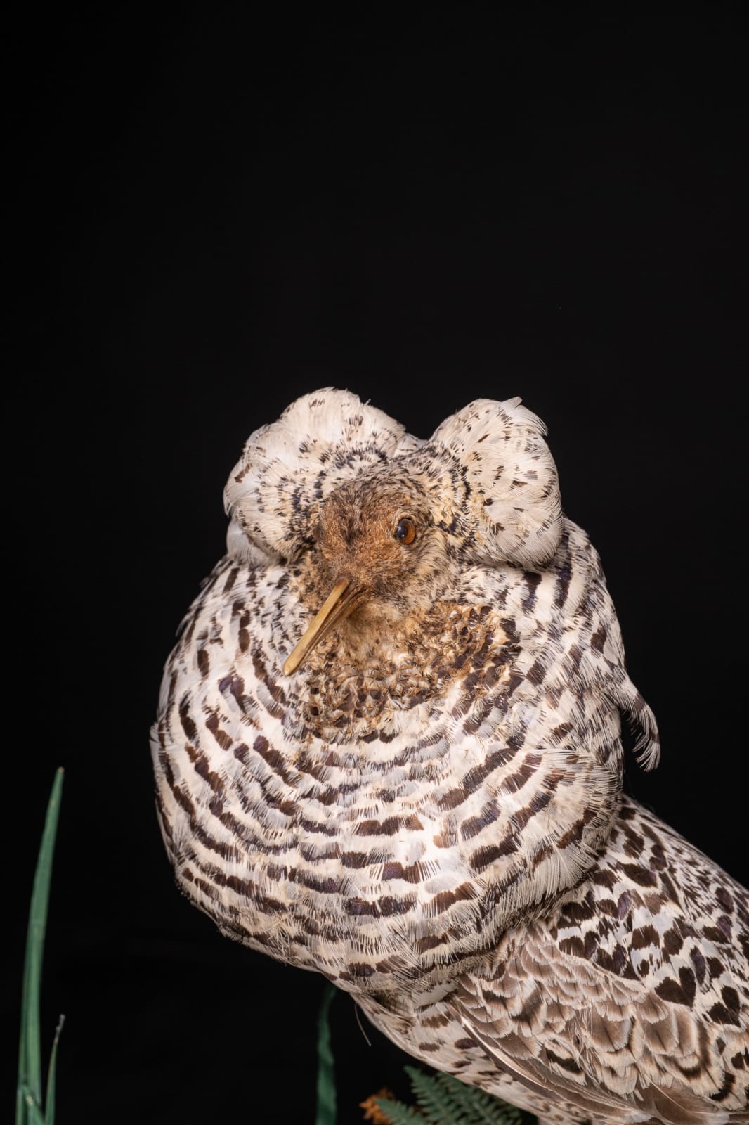 19th C Victorian Henry Ward Dome of 4 Ruff's, variously perched on rock ledge and groundwork, under original glass dome and ebonised base., 19th Century
