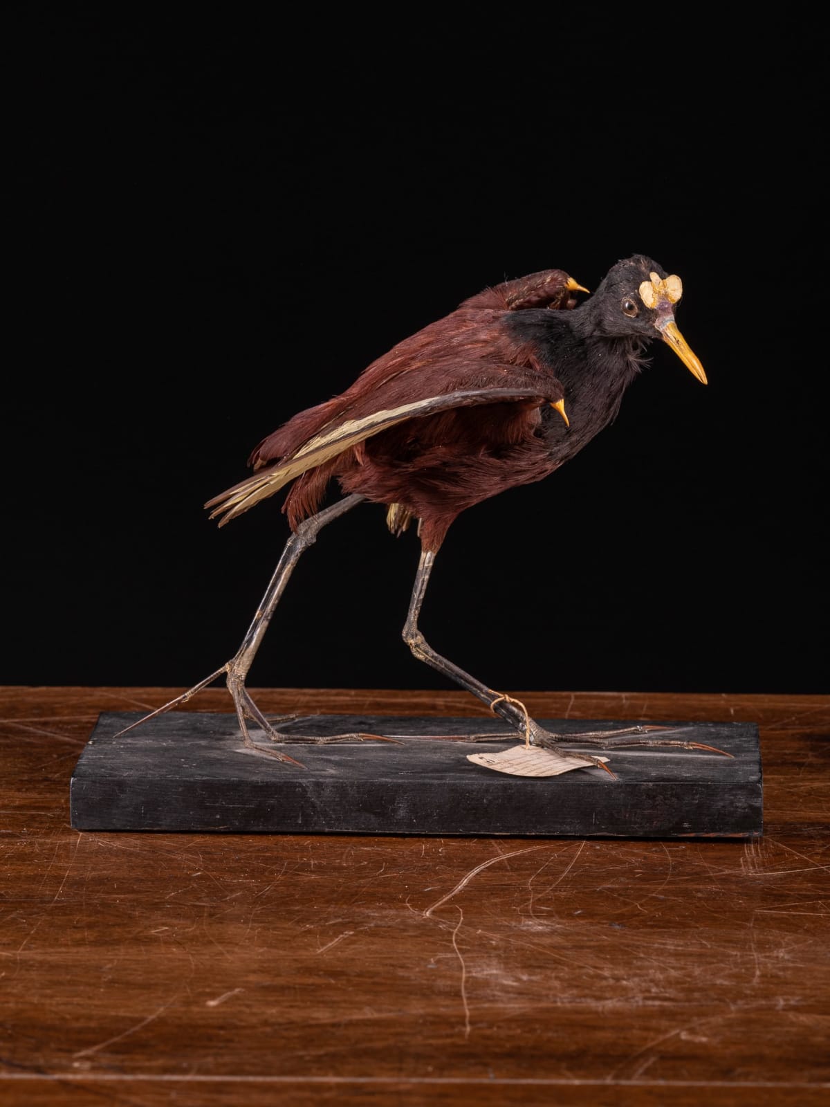 Old Wattled Jacana taxidermy mount with label (Jacana jacana NL), 1st half 20th Century