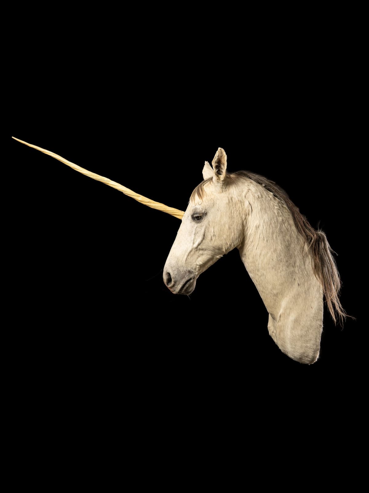 Head of a Unicorn with Spiraled Resin Horn.,