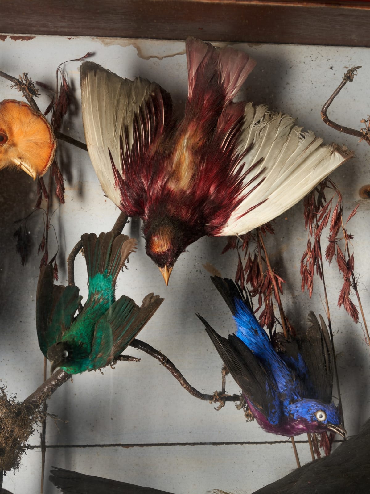 Early 20th C Diorama of 20 South American birds ,variously perched on branches and groundwork set within its original bowed frontglass case, <1947