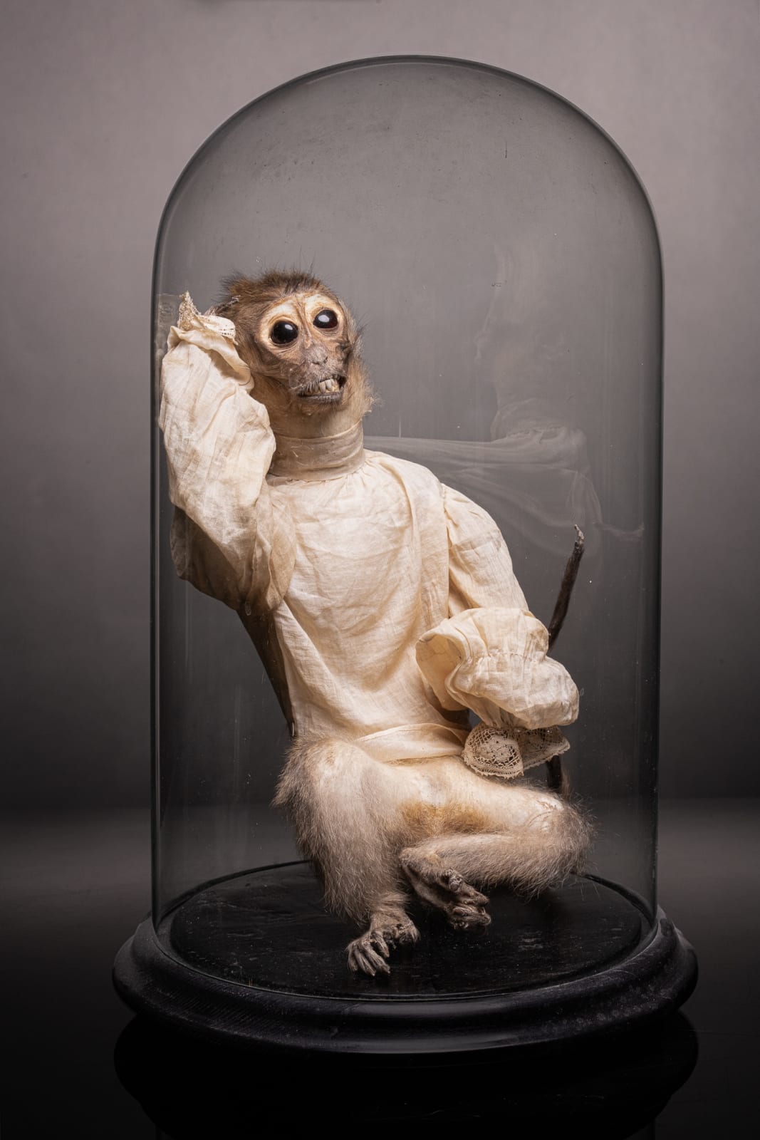 19th C taxidermy Monkey wearing white dress.Globe., 19th Century