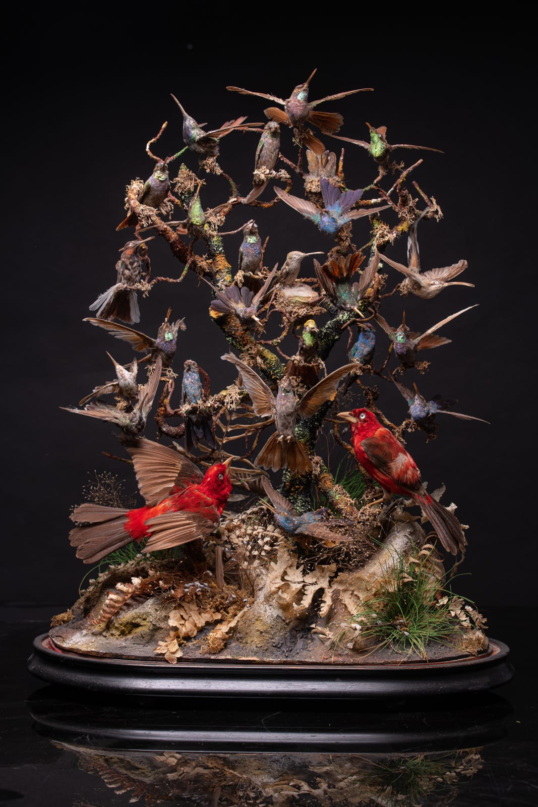 Antique 19th C Victorian Diorama of 26 tropical birds,labelled W.J.Hole ,variously perched on branches and groundwork ,under original glass dome on an ebonised base, 19th C