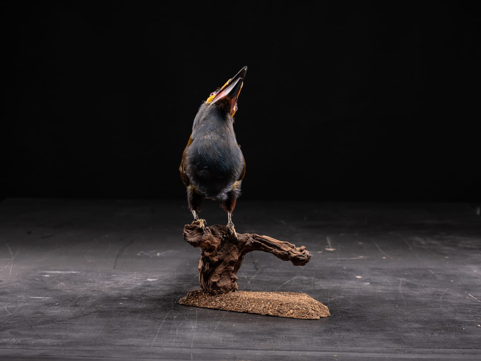 Vintage Plate-billed Mountain Toucan mount (Andigena laminirostris),