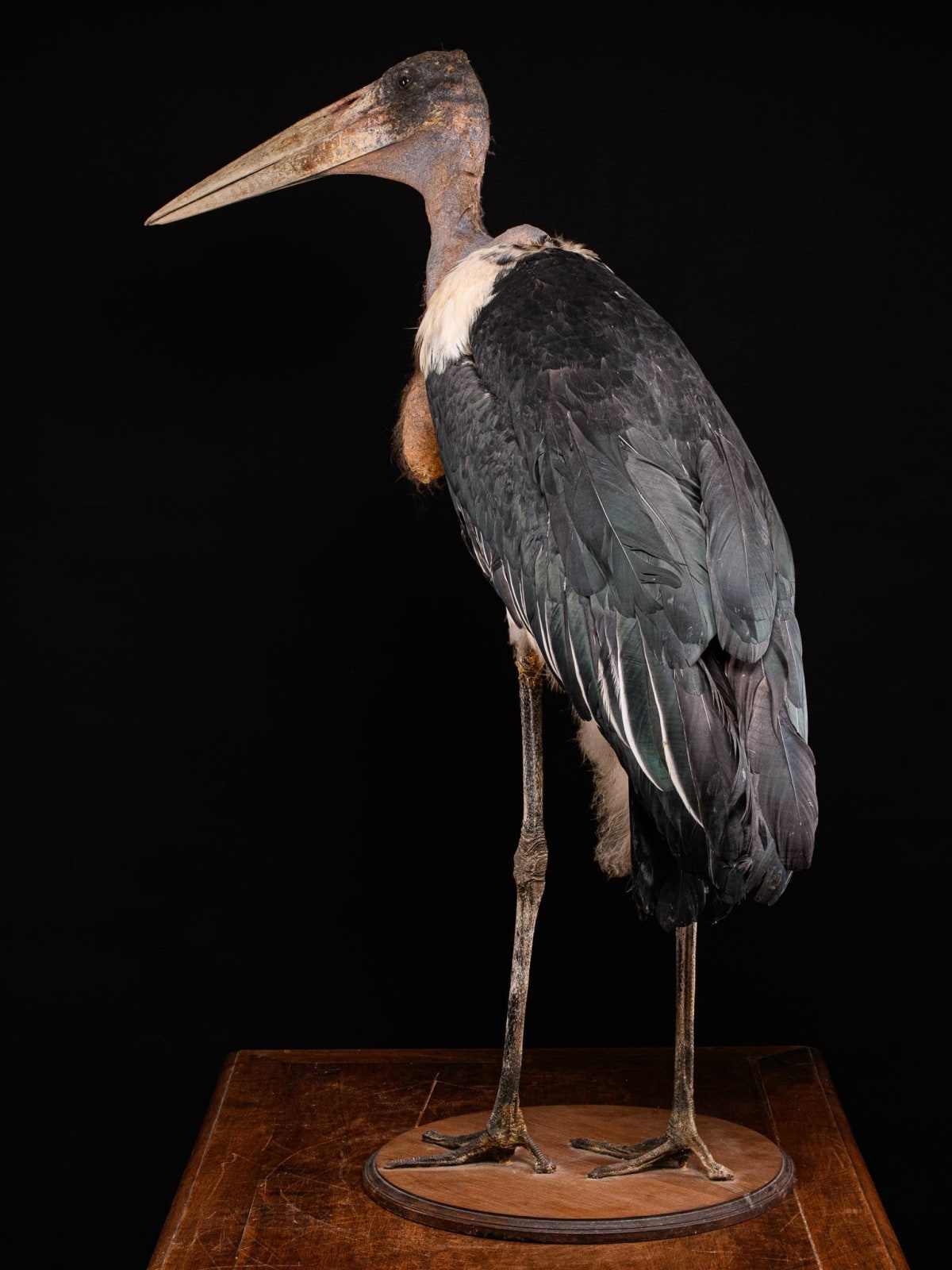 Marabou Stork taxidermy.Bald-headed black and grey feathers with very long legs and a large triangular beak. Mounted in a walking position on a wooden base. Wings are folded back against its body. Walking straight with head facing sideways and beak turned, >1947