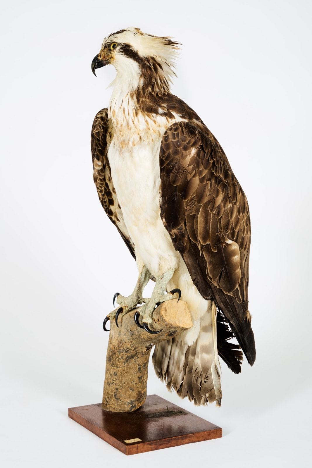 Westerne Osprey or Fish Hawk (Pandion haliaetus) mounted in 1956.II/A dd 10/03/2017. Ancient collection de Mr.Ramon Pons Oliveras, >1947