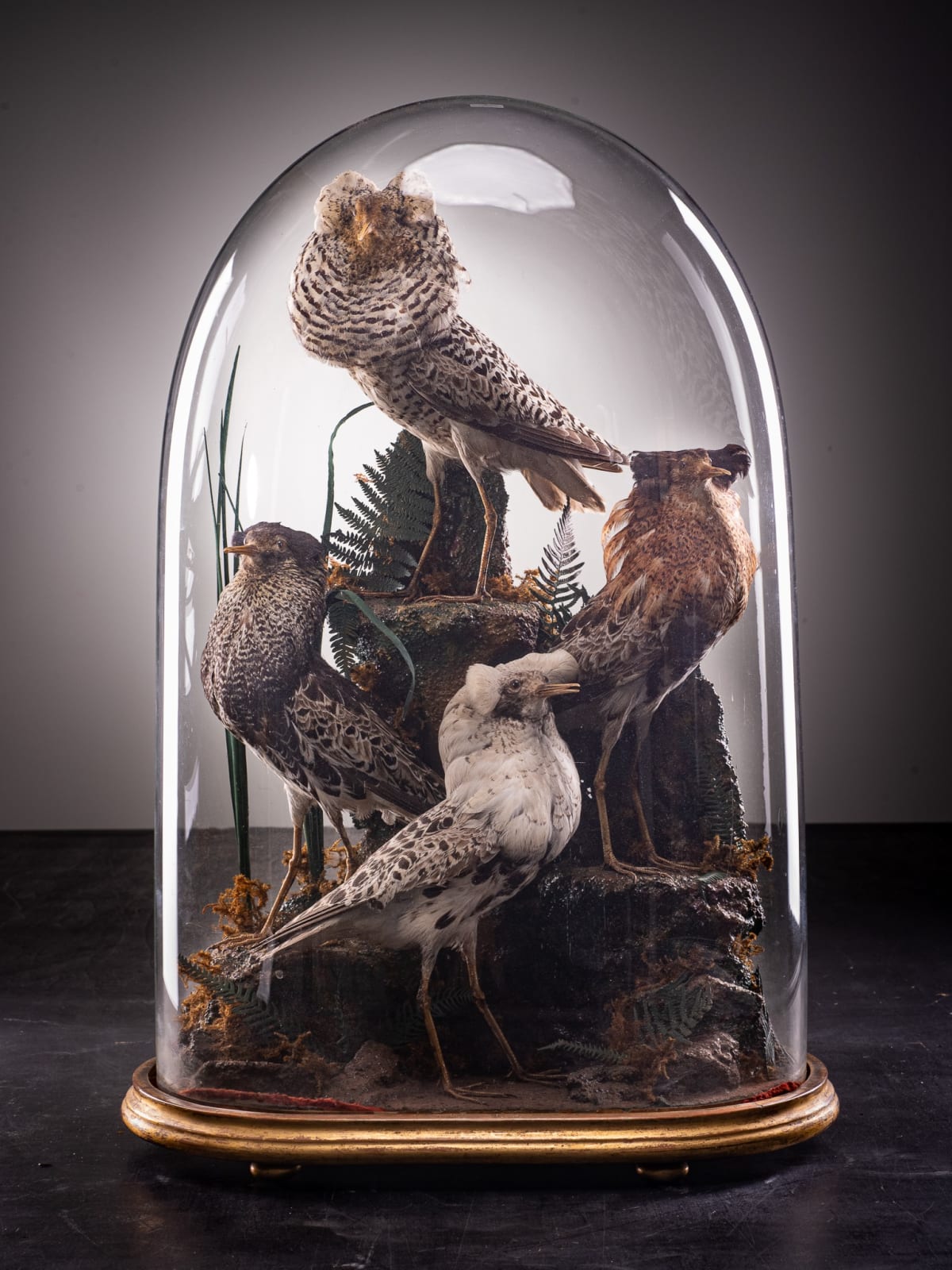 19th C Victorian Diorama of 4 Ruff's ,variously perched on rock ledge and groundwork ,under original glass dome and ebonised base., 19th C