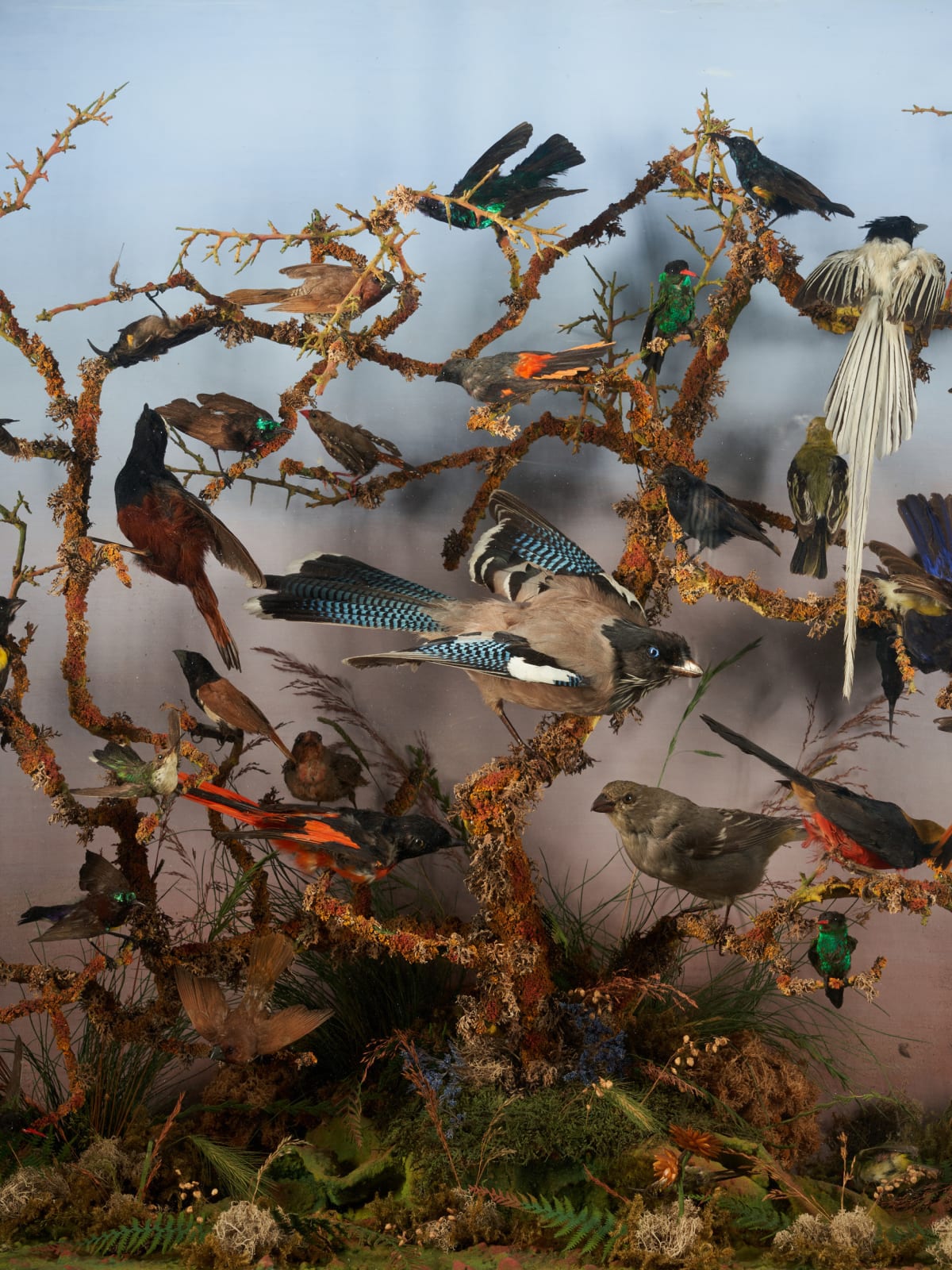 19th C Victorian Diorama of 34 taxidermy tropical birds,by Rowland Ward ,variously perched on branches and groundwork set within its original case, <1947
