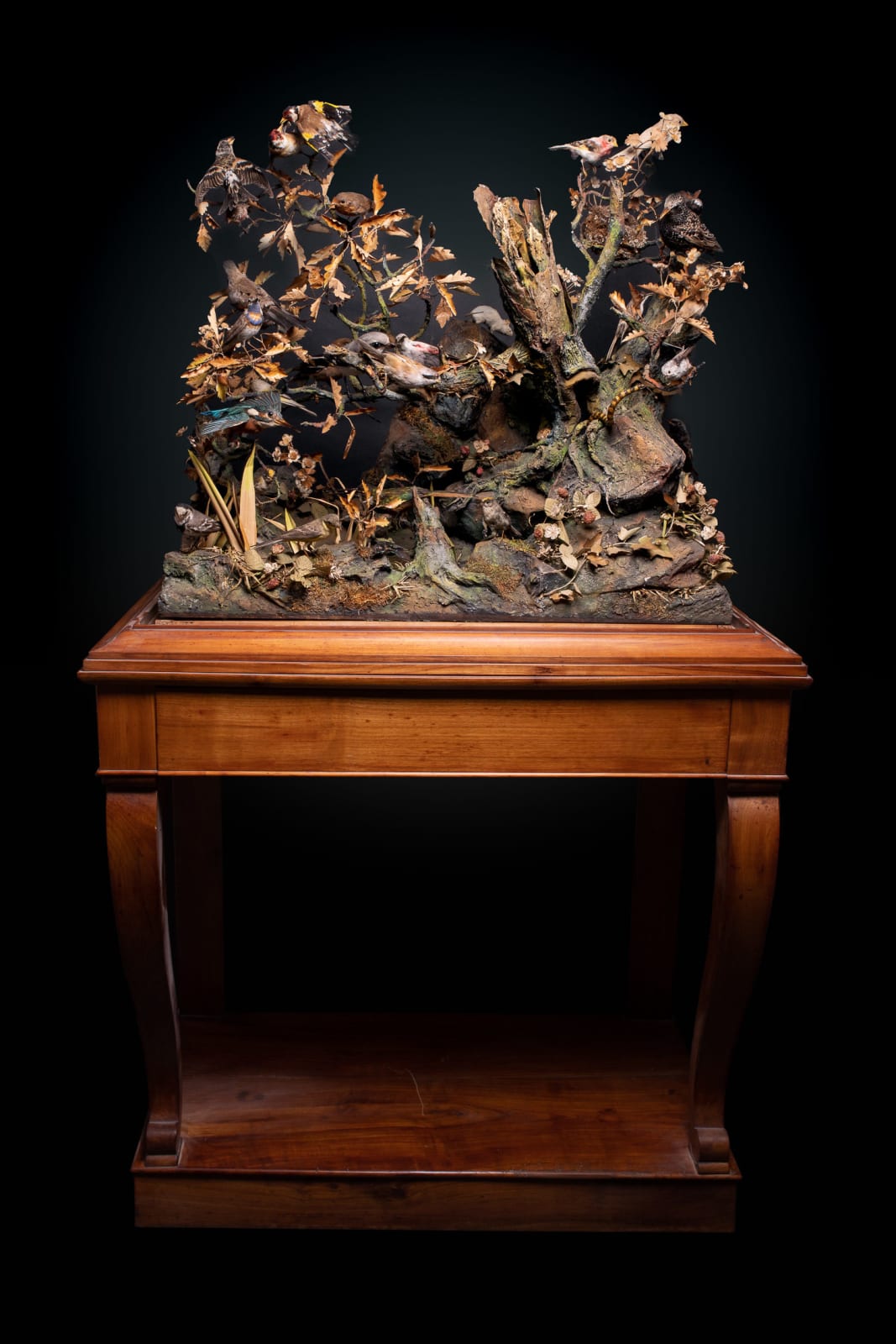 A pair of Antique 19th C French Dioramas of taxidermy birds and animals ,variously perched on branches and groundwork set within their original ebonised display cabinets.Taxidermy dated before 1947 commercialised in accordance with rule n°338/97 CE dated, <1947