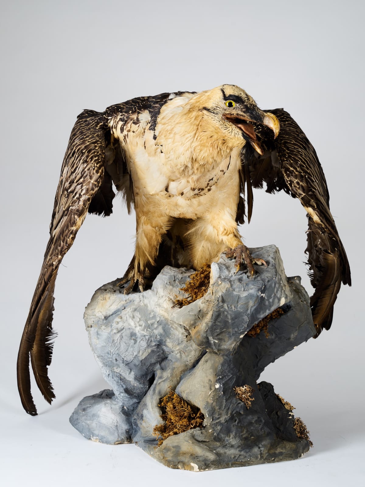 Bearded Vulture (Gypaetus barbatus) from collection of Mr.Ramon Pons Oliveras., 1934