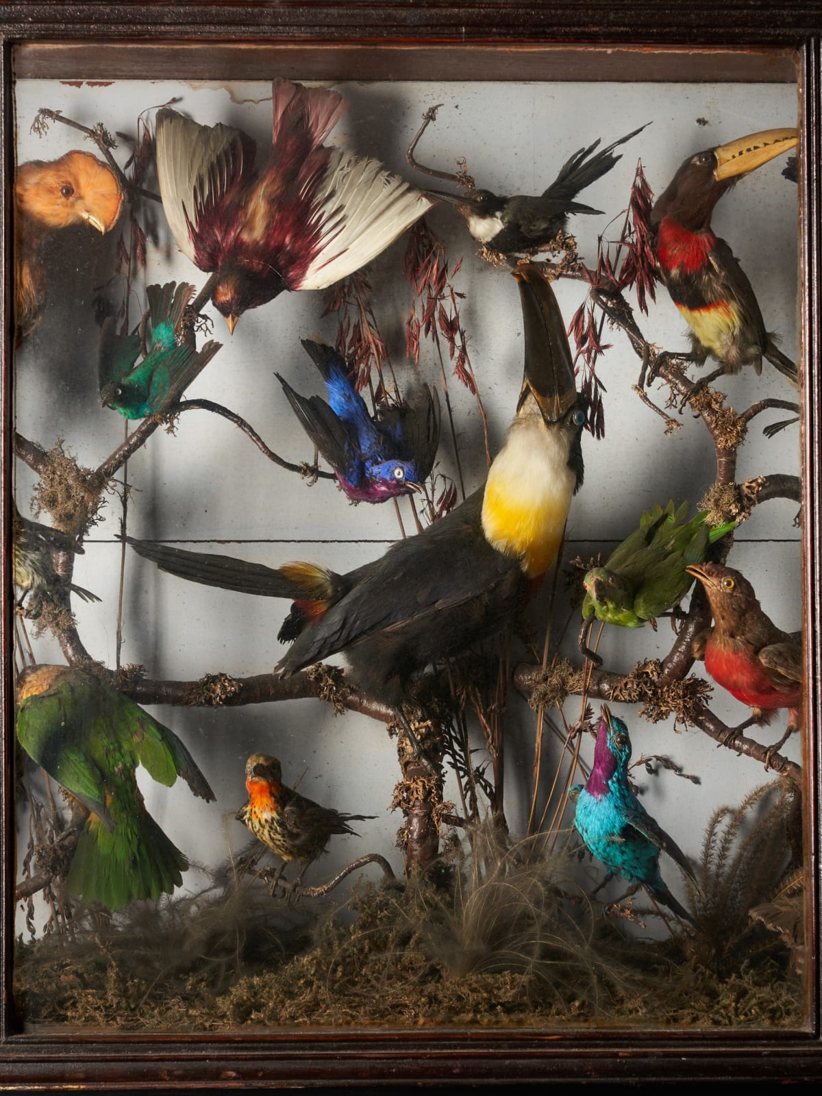 Early 20th C Diorama of 20 South American birds ,variously perched on branches and groundwork set within its original bowed frontglass case, <1947