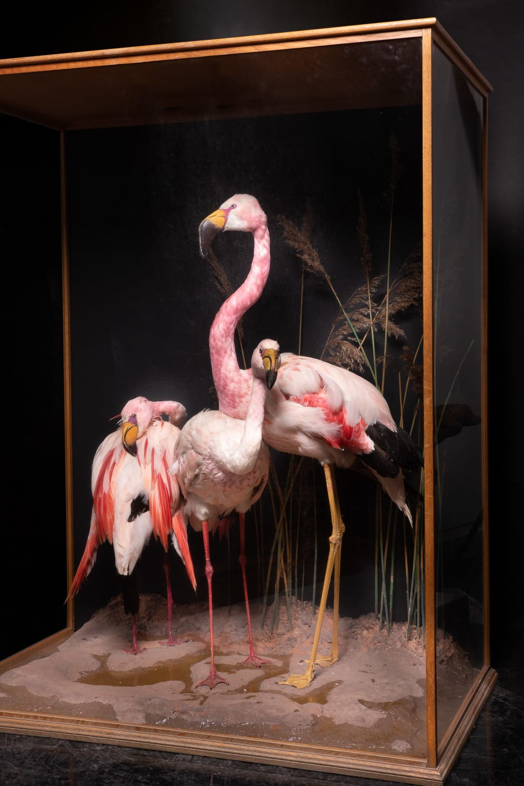 Mid 20th C Diorama of 3 Three Flamingos (Phoenicoparrus) ,labelled D.Waines & Son,composition on groundwork set within its original ebonised threeglass case, <1947