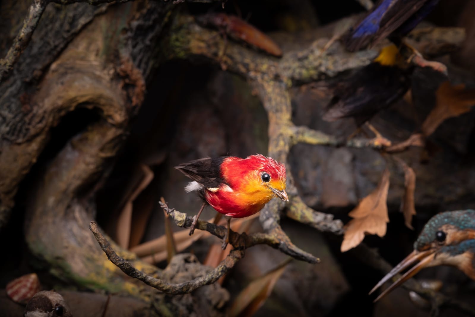 A pair of Antique 19th C French Dioramas of taxidermy birds and animals ,variously perched on branches and groundwork set within their original ebonised display cabinets.Taxidermy dated before 1947 commercialised in accordance with rule n°338/97 CE dated, <1947