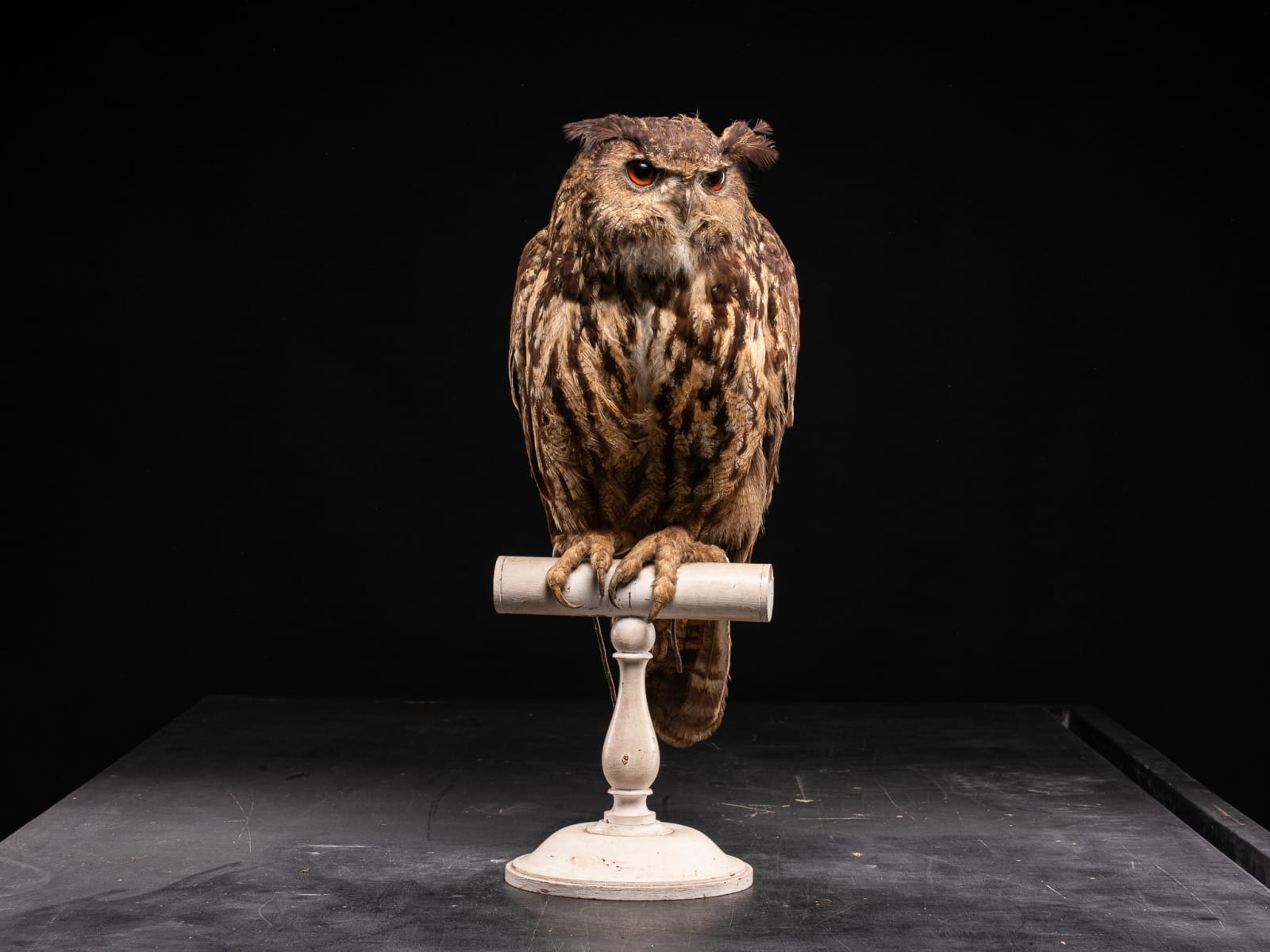 Eurasian Eagle Owl (Bubo bubo) on Antique White Museum Stand, 1910