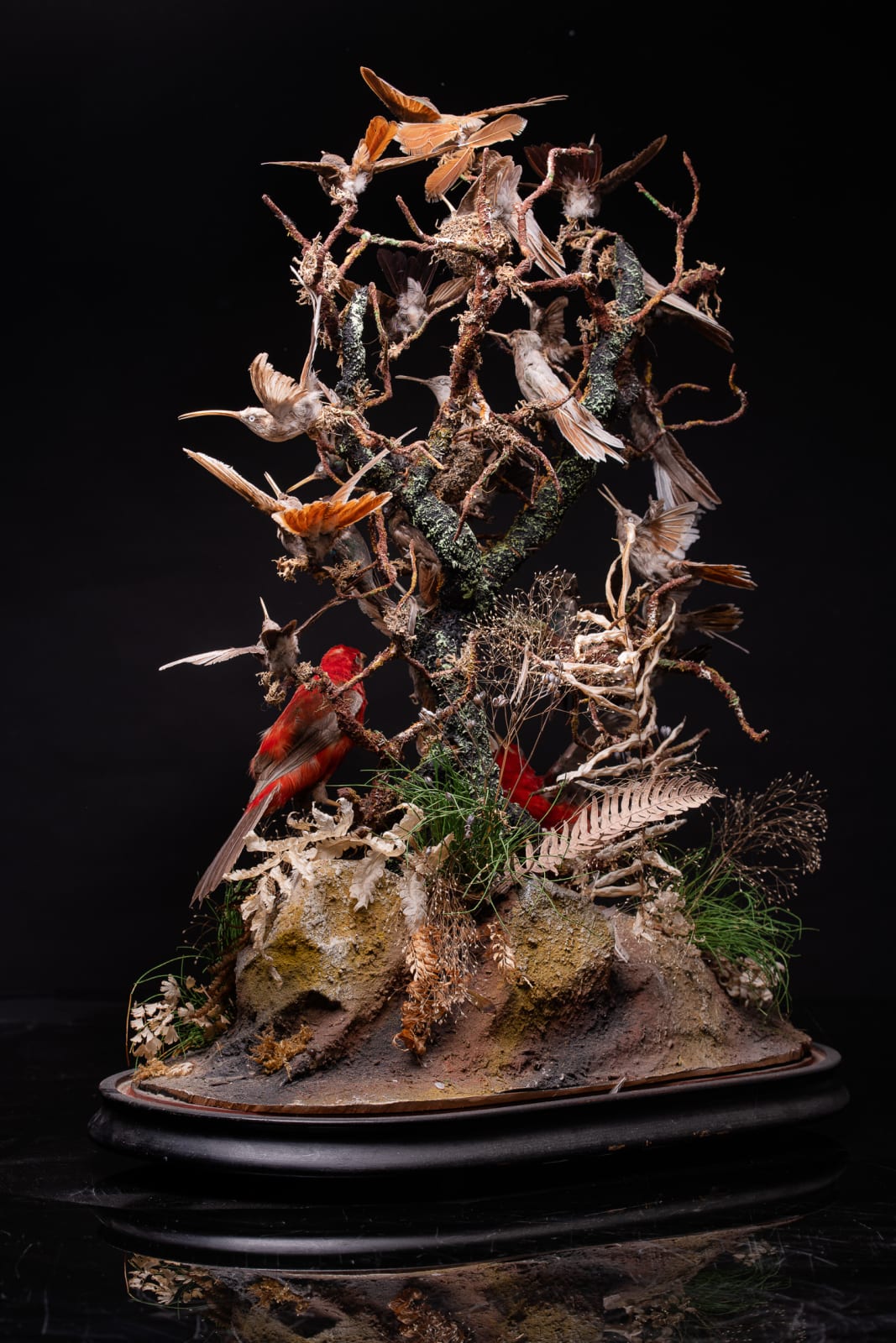 Antique 19th C Victorian Diorama of 26 tropical birds,labelled W.J.Hole ,variously perched on branches and groundwork ,under original glass dome on an ebonised base, 19th C