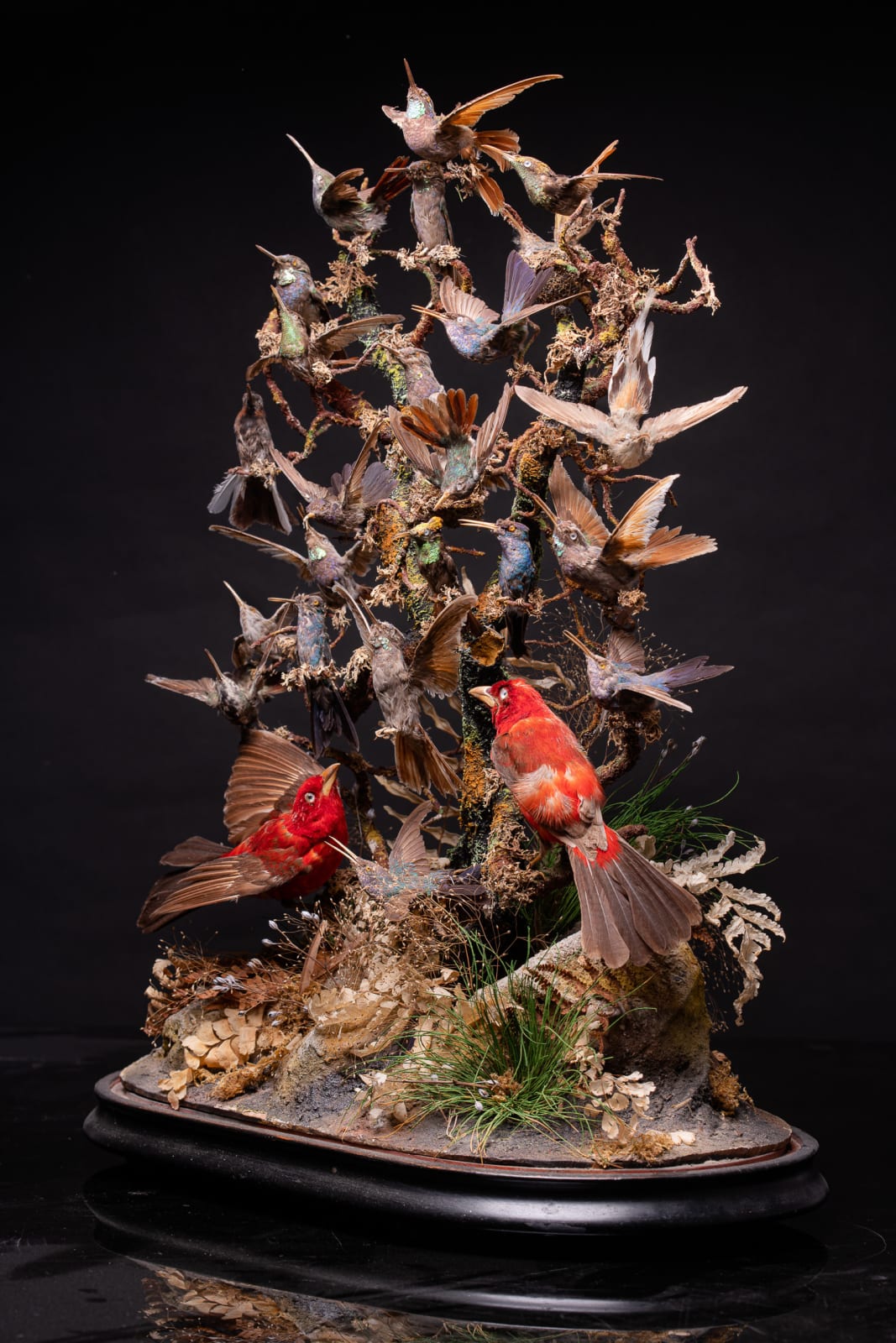 Antique 19th C Victorian Diorama of 26 tropical birds,labelled W.J.Hole ,variously perched on branches and groundwork ,under original glass dome on an ebonised base, 19th C