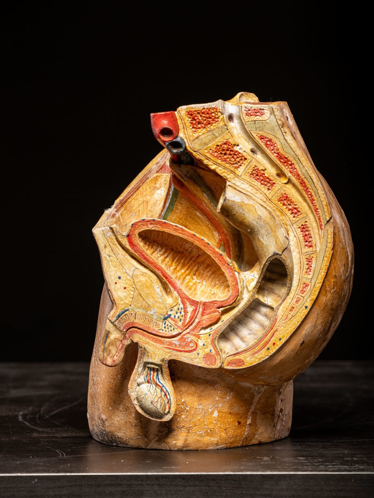Male anatomical model in painted stuccoed fiber. First half of the 20th century.,