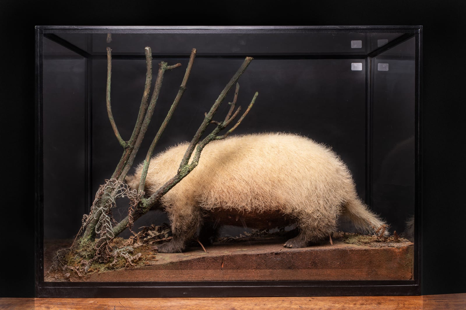 Rowland Ward Antique Diorama of full mount Leucistic (colour morph) Badger (Meles Meles).Species preconvention 01/06/1947 can be commercialised in accordance with rule n°338/97 CE dated 09/12/1996., <1947