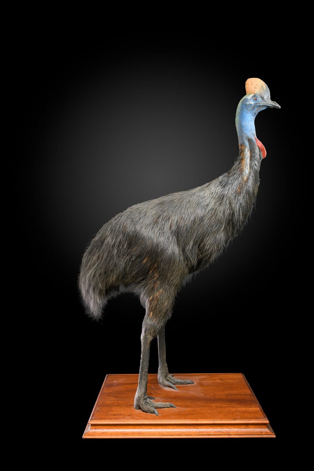 Rare taxidermy of an adult Southern Cassowary-Casuarius casuarius, 2nd half 20 th C