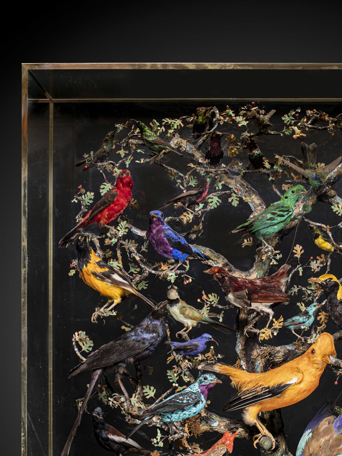 French Napoléon III Diorama of 50 taxidermy tropical birds set within its three glass ebonised case, 19th Century