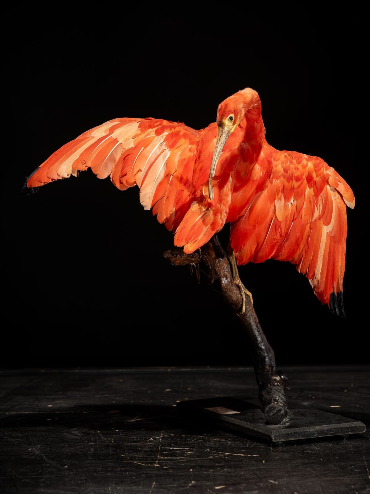 Red Ibis old taxidermy mount in preening position, United Kingdom, 20th Century