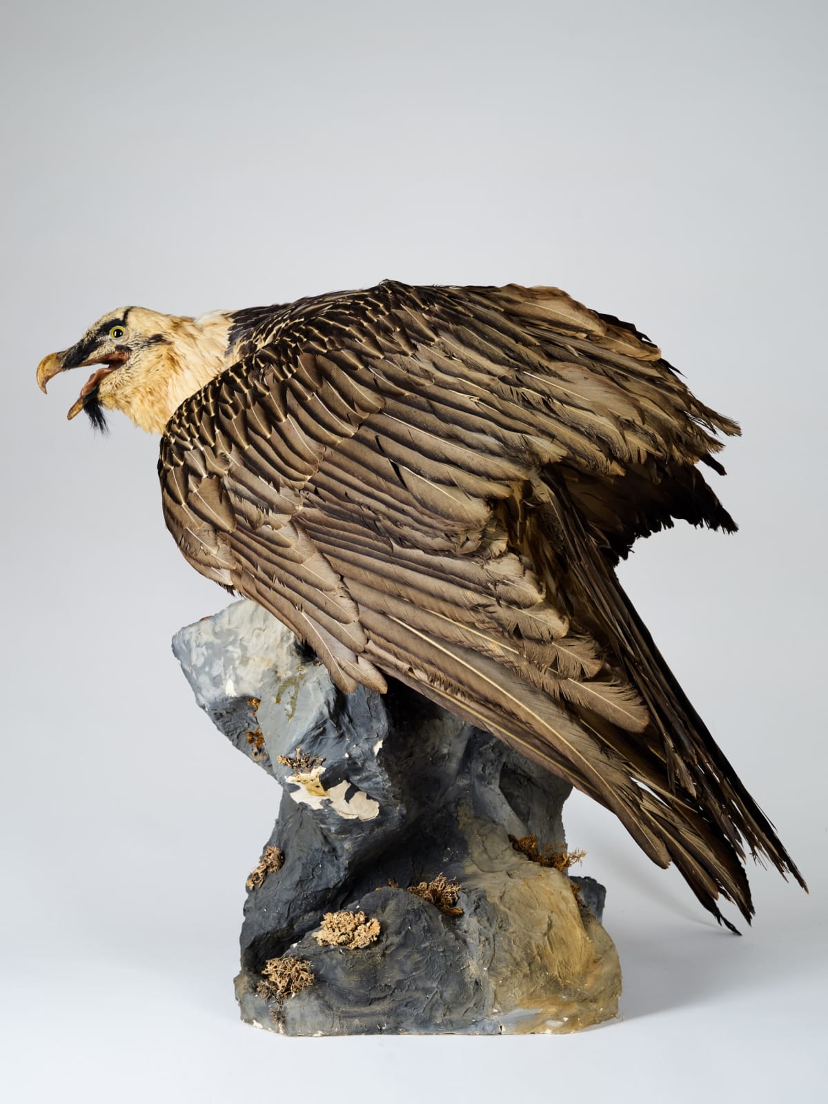 Bearded Vulture (Gypaetus barbatus) from collection of Mr.Ramon Pons Oliveras., 1934