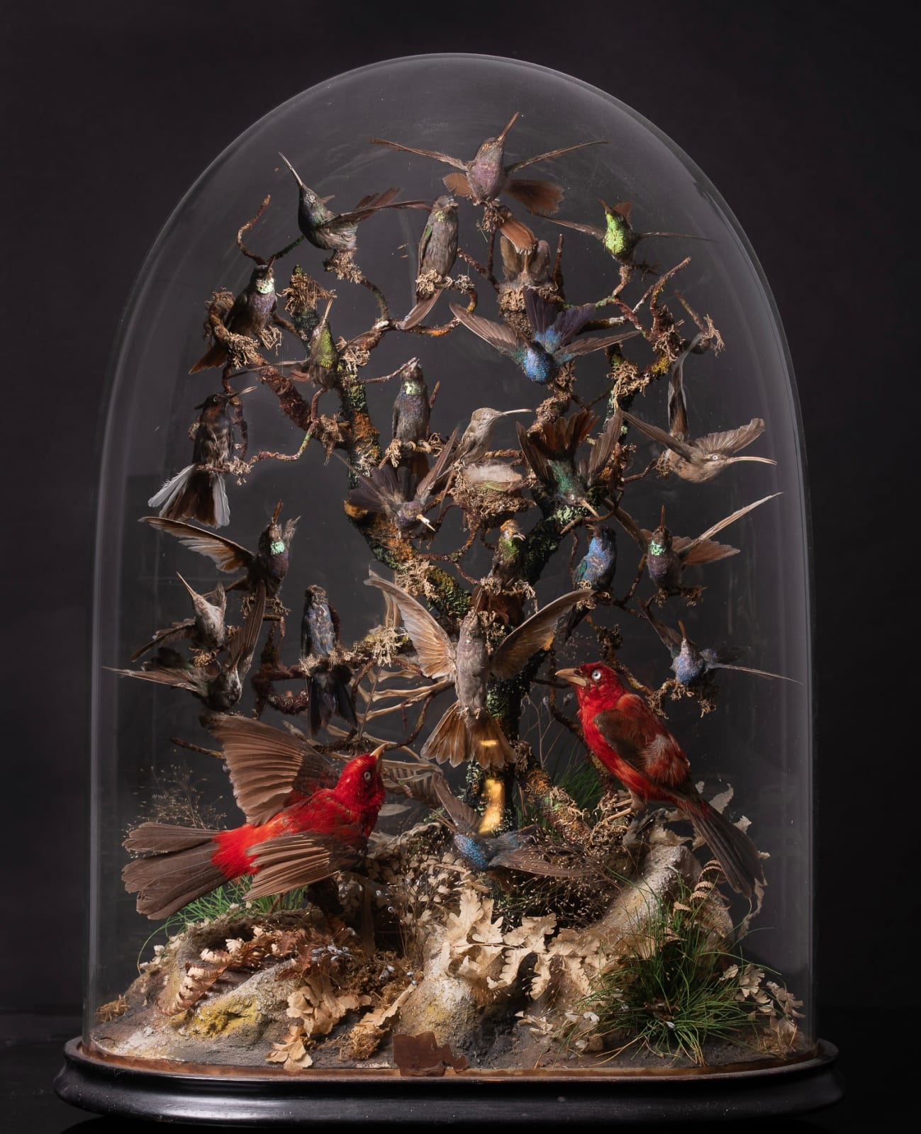 Antique 19th C Victorian Diorama of 26 tropical birds,labelled W.J.Hole ,variously perched on branches and groundwork ,under original glass dome on an ebonised base, 19th C