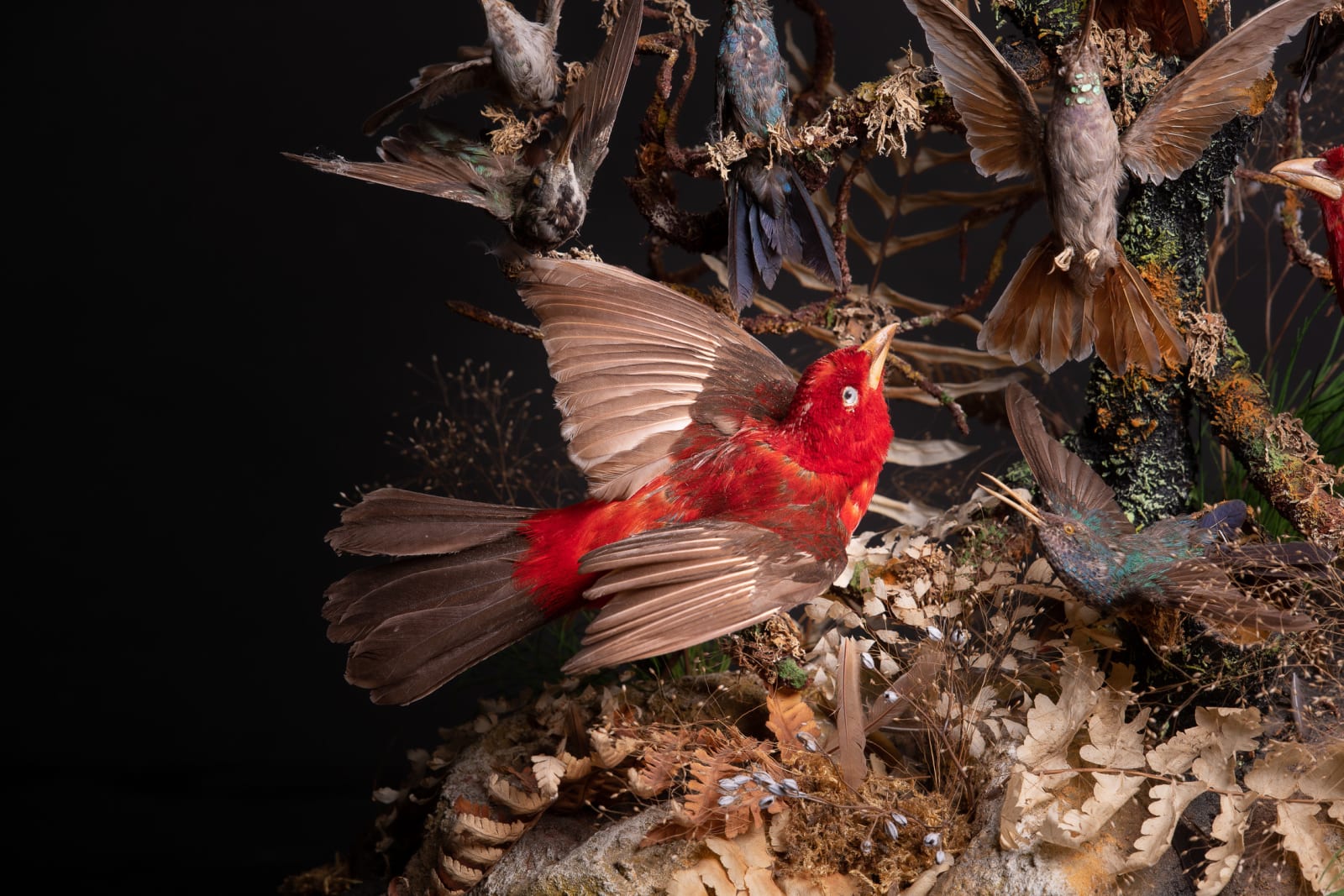Antique 19th C Victorian Diorama of 26 tropical birds,labelled W.J.Hole ,variously perched on branches and groundwork ,under original glass dome on an ebonised base, 19th C