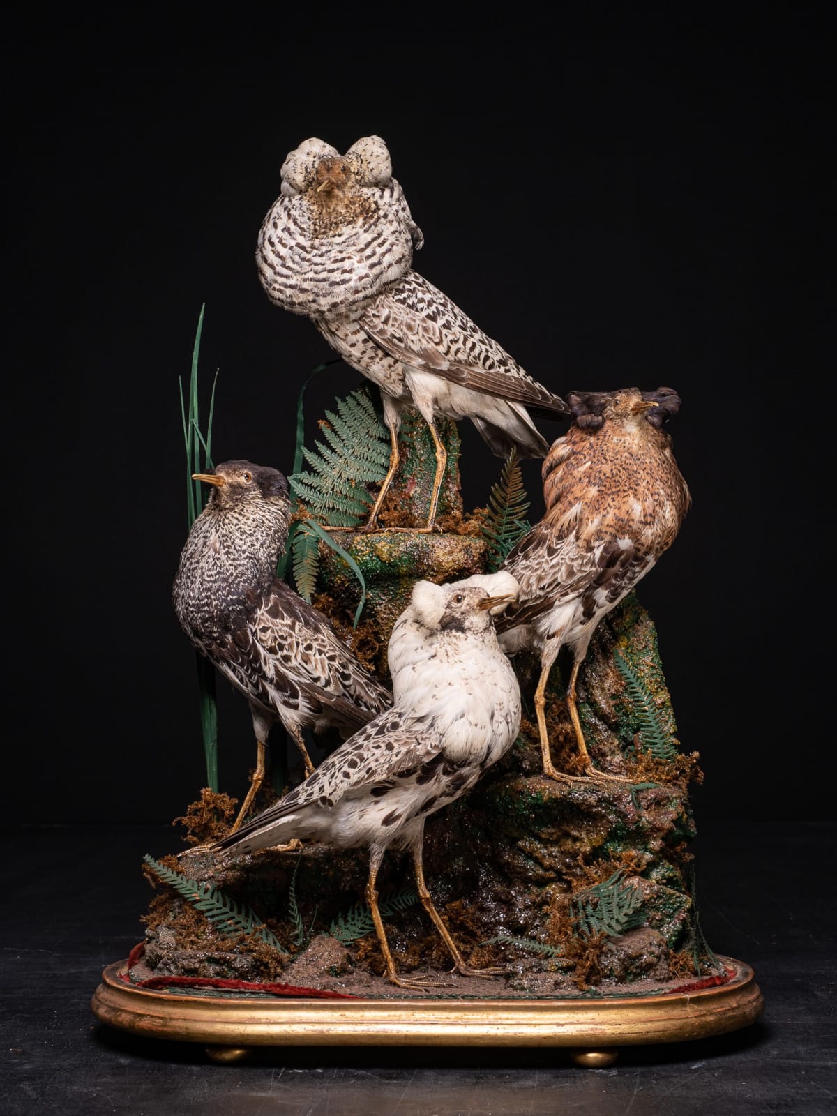 19th C Victorian Diorama of 4 Ruff's ,variously perched on rock ledge and groundwork ,under original glass dome and ebonised base., 19th C