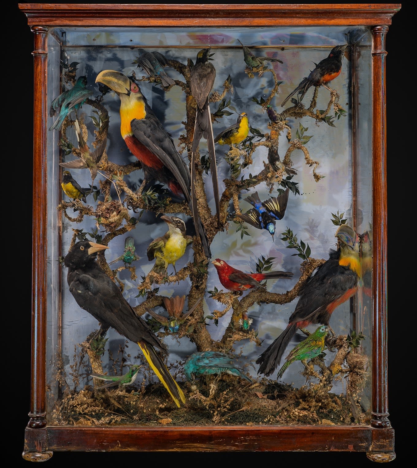 Antique 19th C Victorian Diorama with South American taxidermy birds,variously  perched on branches and groundwork ,set within its original three glass  ebonised case.Species preconvention 01/06/1947 can be commercialised in  accordance with rule