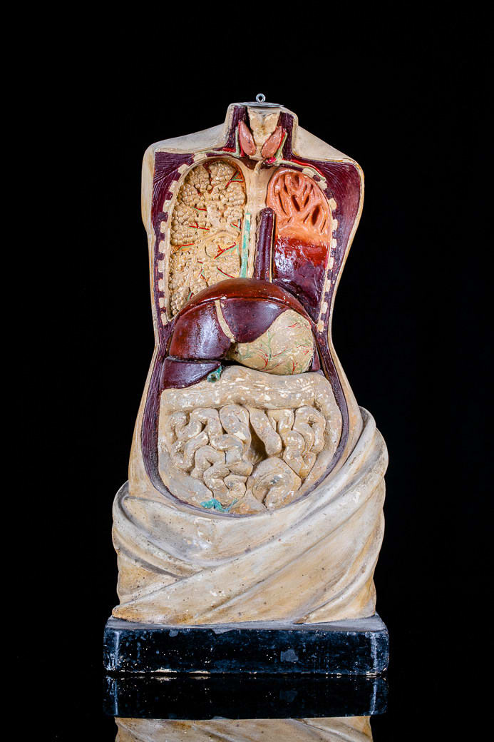 Anatomical Didactic Model of a Torso with Removable Organs by Franz Jozef Steger and Prof. Wilhelm His, 19-20th Century