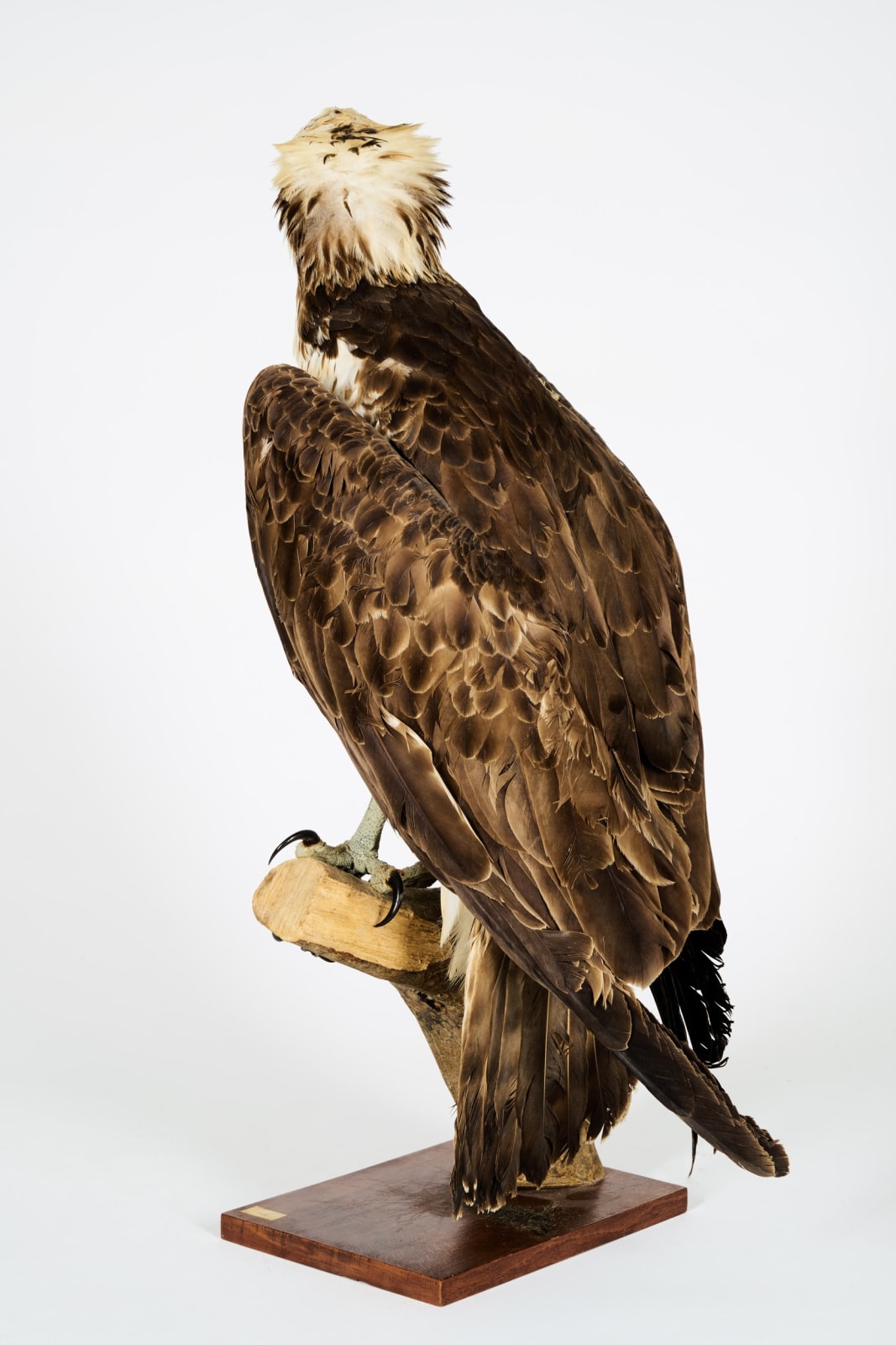 Westerne Osprey or Fish Hawk (Pandion haliaetus) mounted in 1956.II/A dd 10/03/2017. Ancient collection de Mr.Ramon Pons Oliveras, >1947