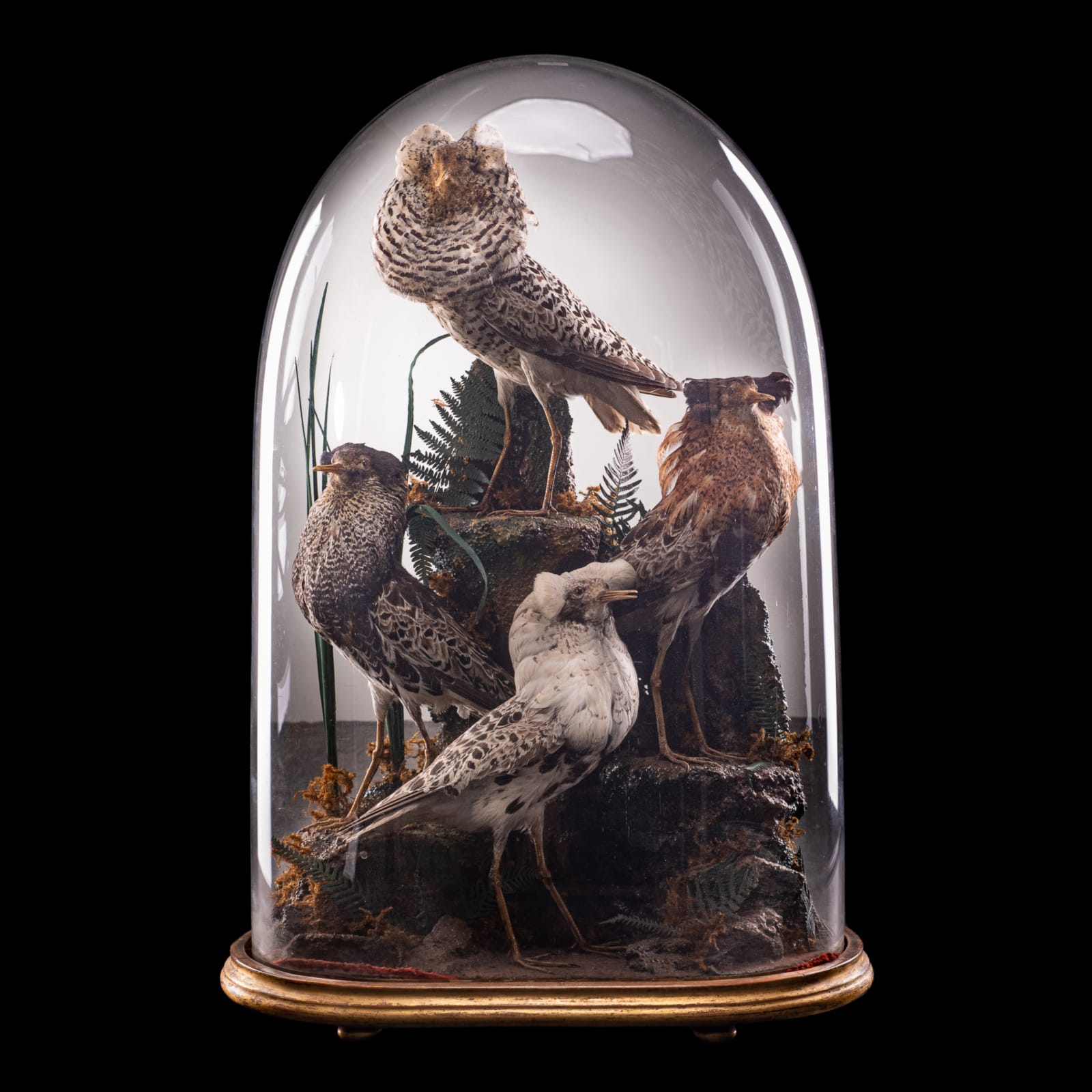 19th C Victorian Henry Ward Dome of 4 Ruff's, variously perched on rock ledge and groundwork, under original glass dome and ebonised base., 19th Century