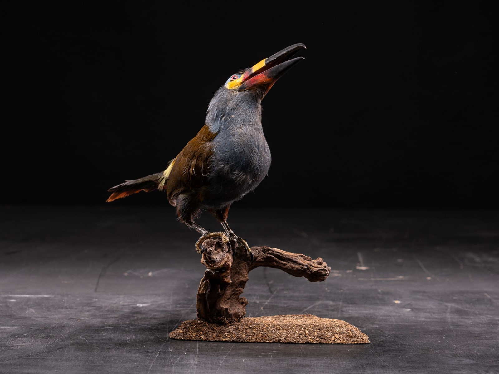 Plate-billed Mountain Toucan (Andigena laminirostris) taxidermy mounted on natural branche., <1947
