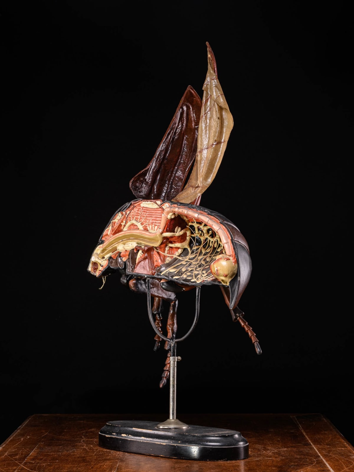 Didactical Model of a Bee labeled “ DenoyerGeppert Company of Chicago », distributors of the