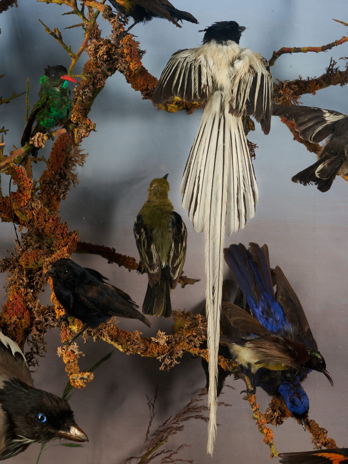19th C Victorian Diorama of 34 taxidermy tropical birds,by Rowland Ward ,variously perched on branches and groundwork set within its original case, <1947