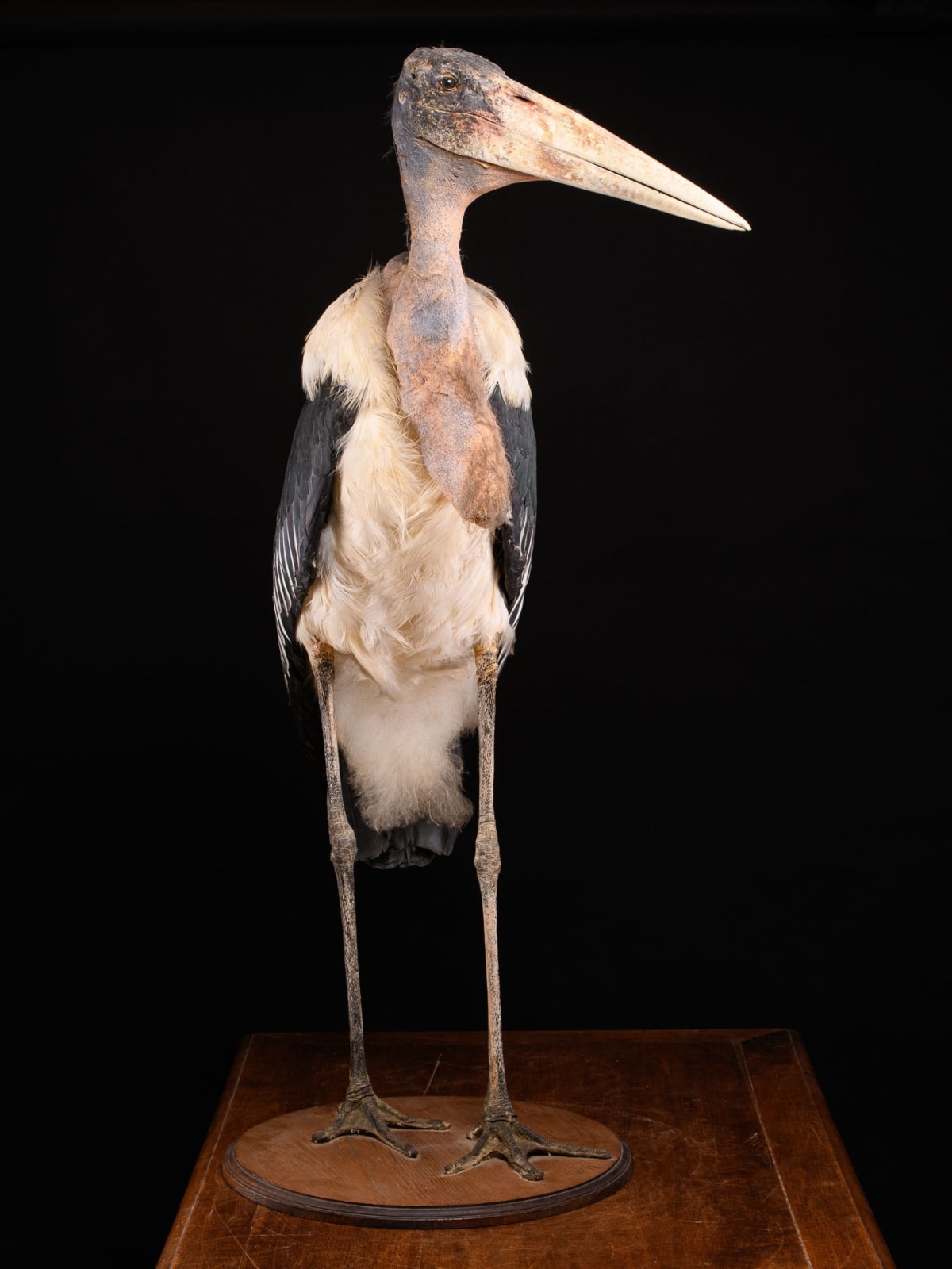 Marabou Stork taxidermy.Bald-headed black and grey feathers with very long legs and a large triangular beak. Mounted in a walking position on a wooden base. Wings are folded back against its body. Walking straight with head facing sideways and beak turned, >1947