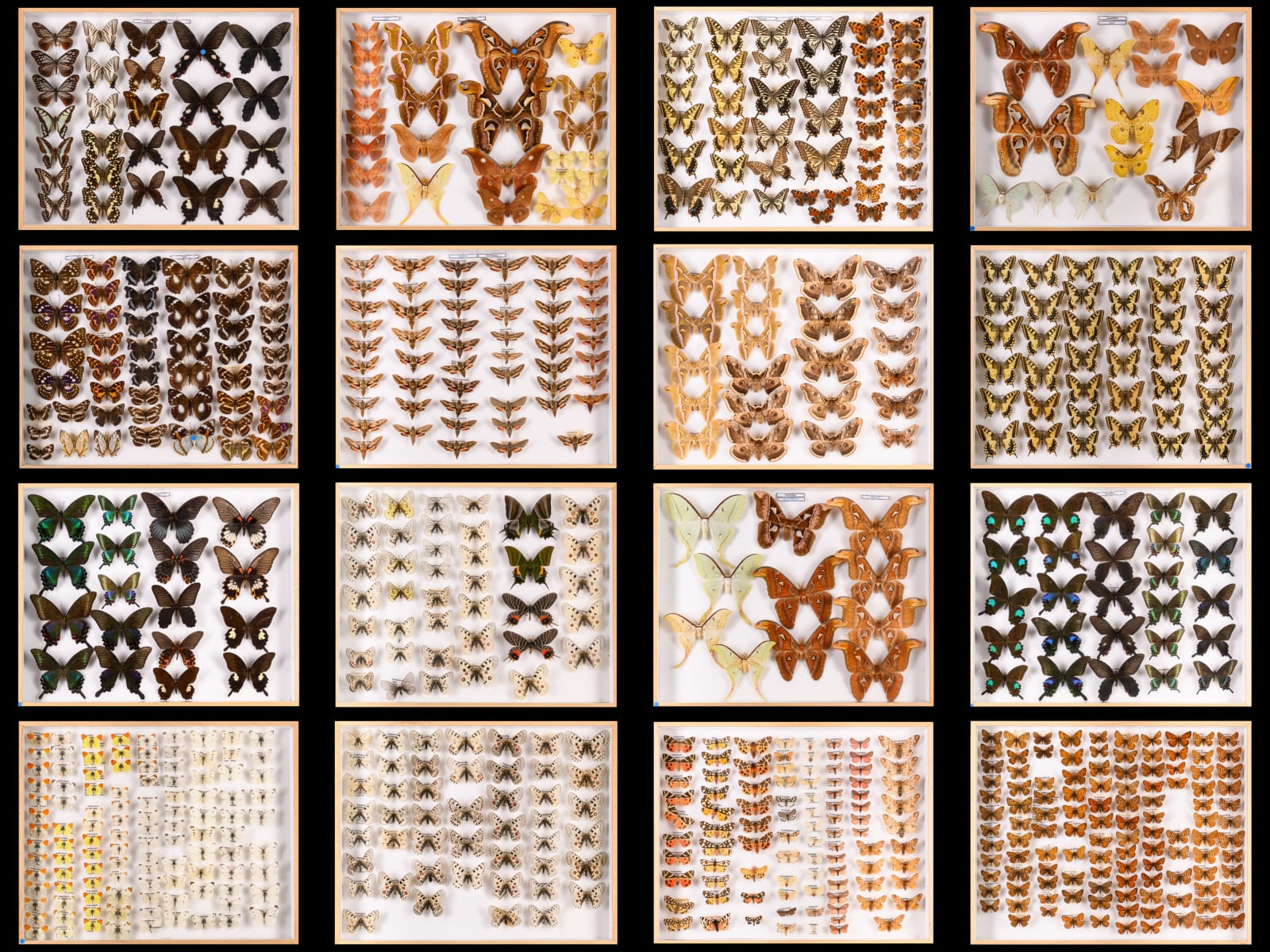 Restored and Pest-free Old Collection of Some 4.600 Butterflies from All Over the World, >1947