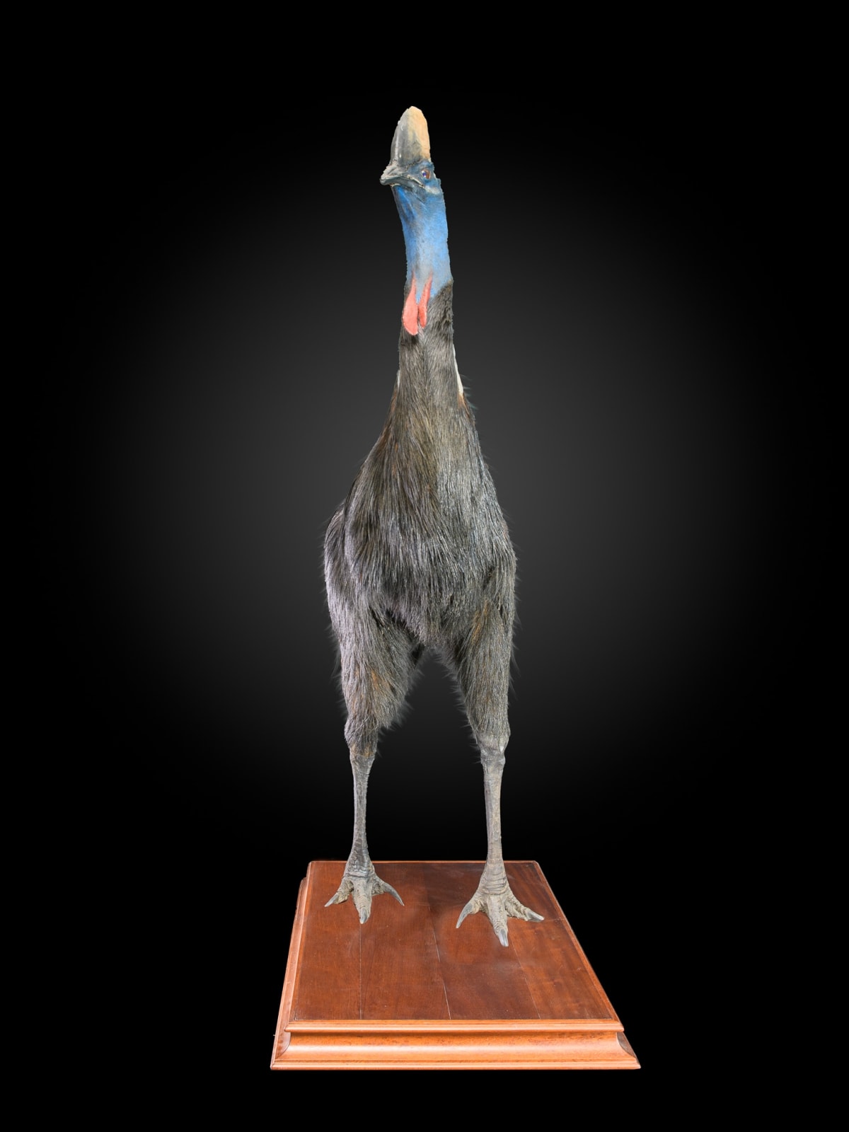 Rare taxidermy of an adult Southern Cassowary-Casuarius casuarius, 2nd half 20 th C