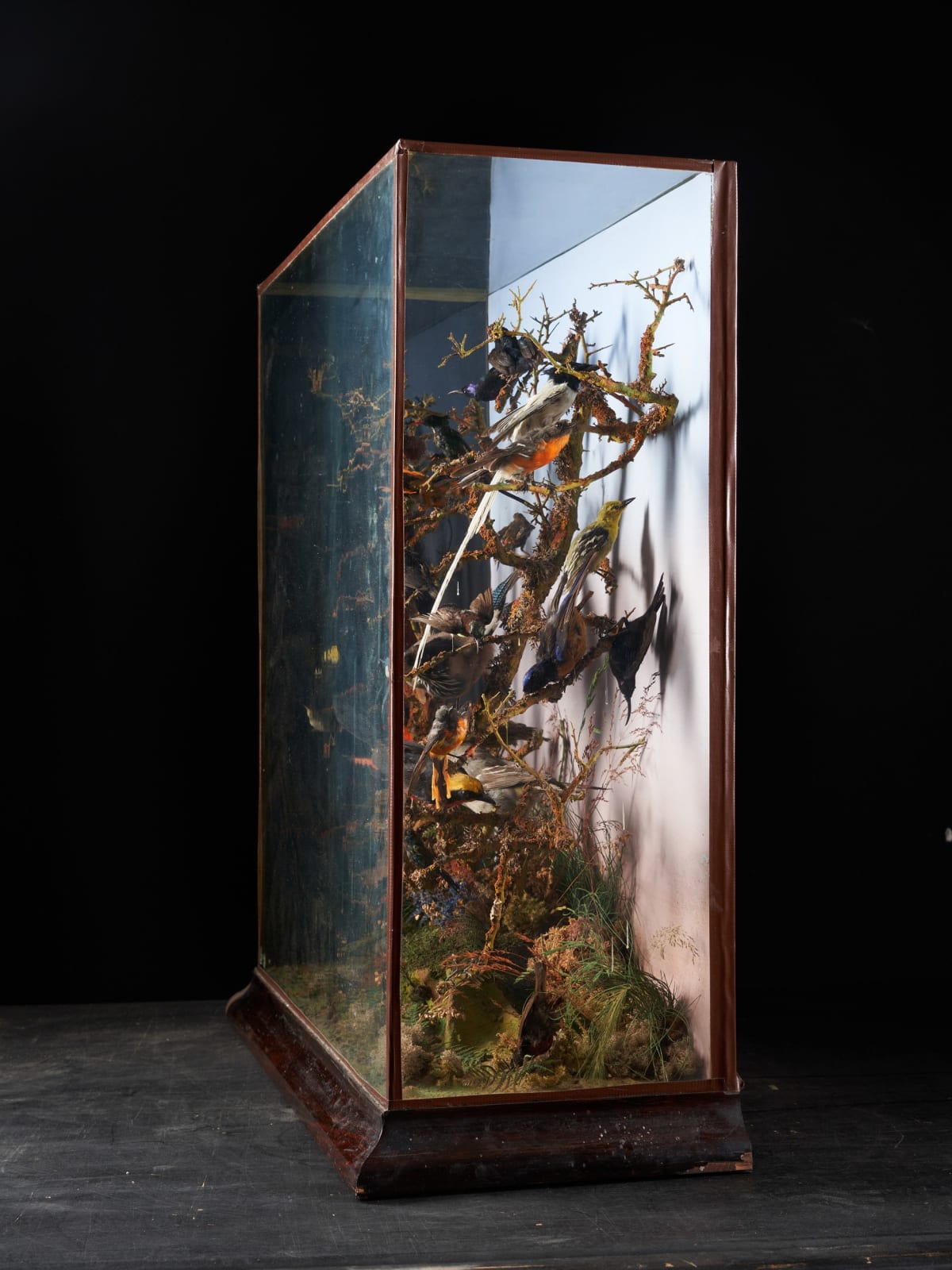 19th C Victorian Diorama of 34 taxidermy tropical birds,by Rowland Ward ,variously perched on branches and groundwork set within its original case, <1947