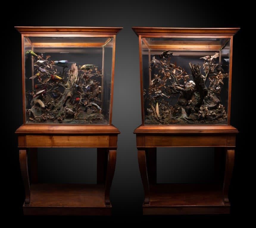 A pair of Antique 19th C French Dioramas of taxidermy birds and animals ,variously perched on branches and groundwork set within their original ebonised display cabinets.Taxidermy dated before 1947 commercialised in accordance with rule n°338/97 CE dated, <1947