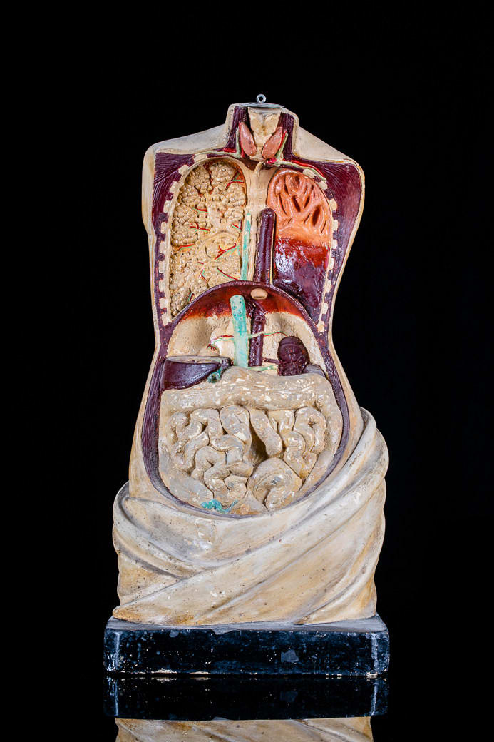 Anatomical Didactic Model of a Torso with Removable Organs by Franz Jozef Steger and Prof. Wilhelm His, 19-20th Century