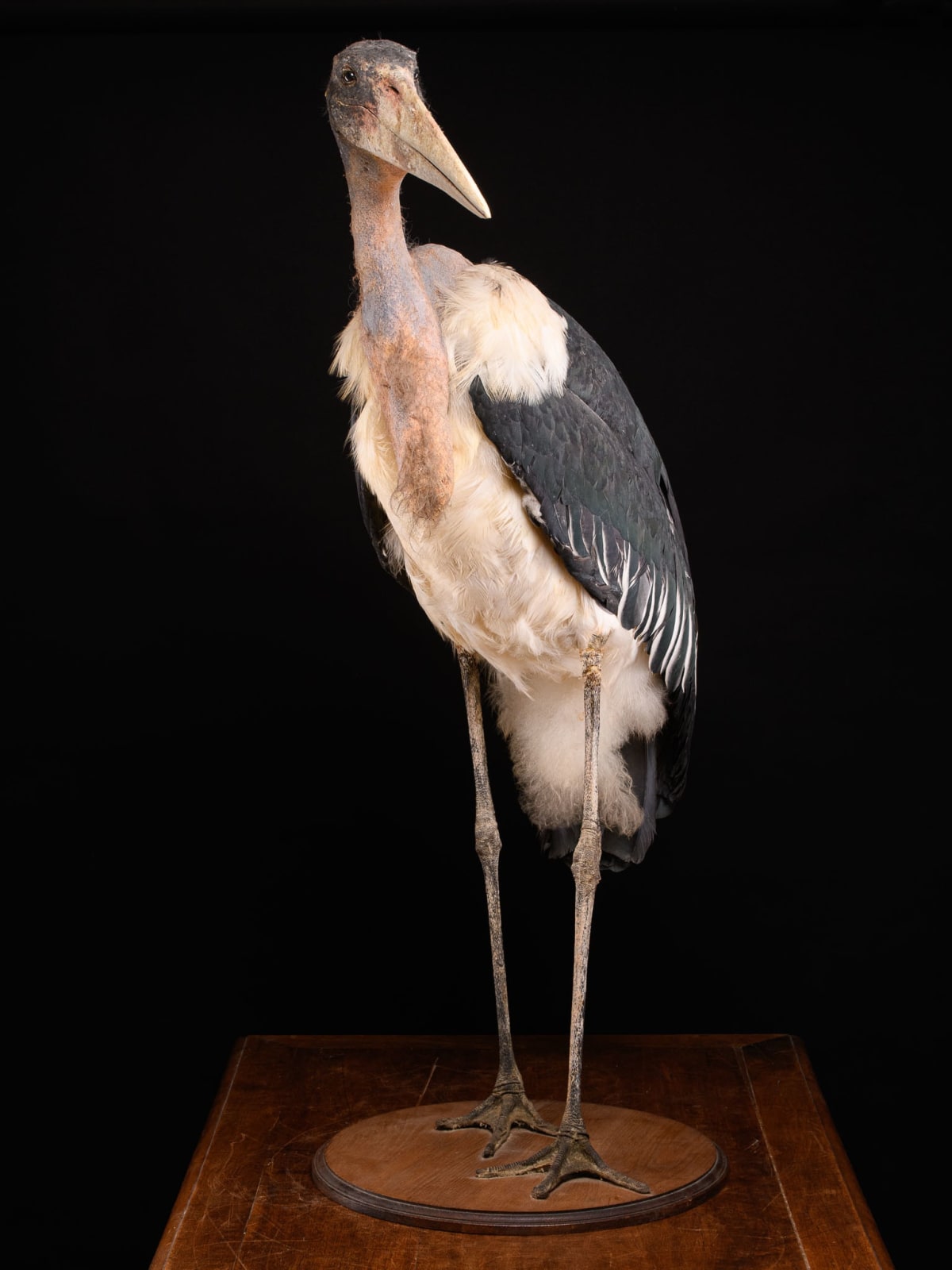 Marabou Stork taxidermy.Bald-headed black and grey feathers with very long legs and a large triangular beak. Mounted in a walking position on a wooden base. Wings are folded back against its body. Walking straight with head facing sideways and beak turned, >1947