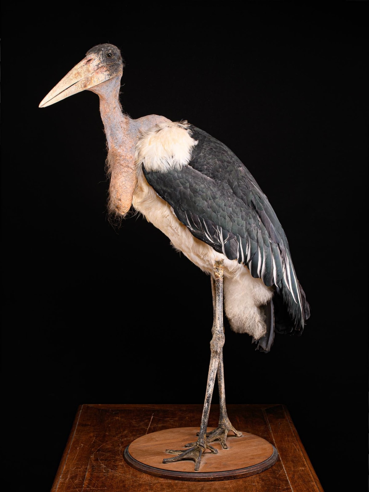 Marabou Stork taxidermy.Bald-headed black and grey feathers with very long legs and a large triangular beak. Mounted in a walking position on a wooden base. Wings are folded back against its body. Walking straight with head facing sideways and beak turned, >1947