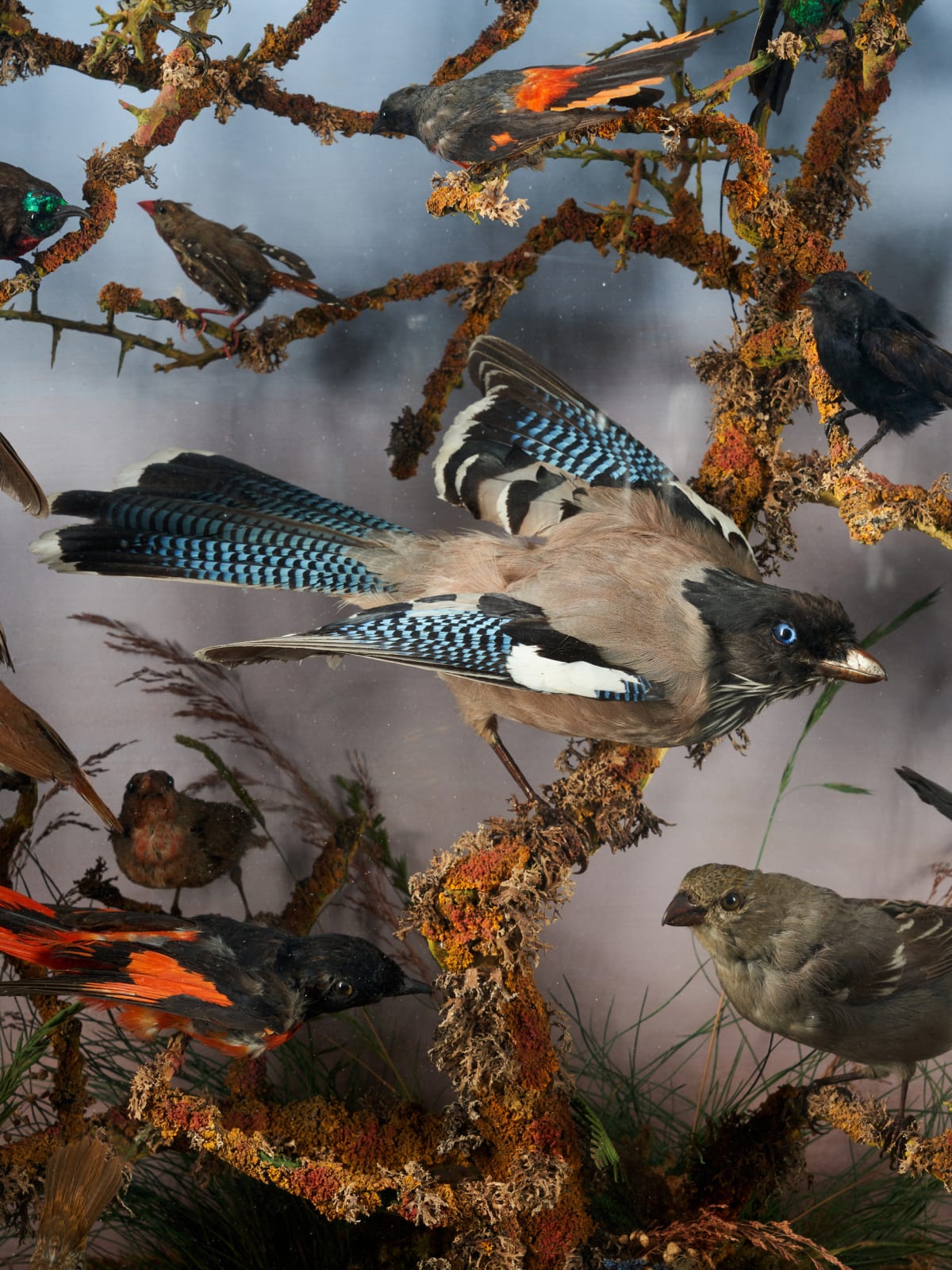 19th C Victorian Diorama of 34 taxidermy tropical birds,by Rowland Ward ,variously perched on branches and groundwork set within its original case, <1947
