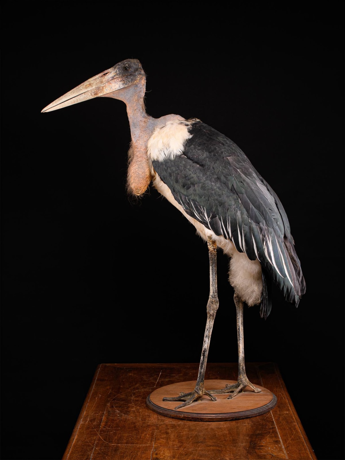 Marabou Stork taxidermy.Bald-headed black and grey feathers with very long legs and a large triangular beak. Mounted in a walking position on a wooden base. Wings are folded back against its body. Walking straight with head facing sideways and beak turned, >1947