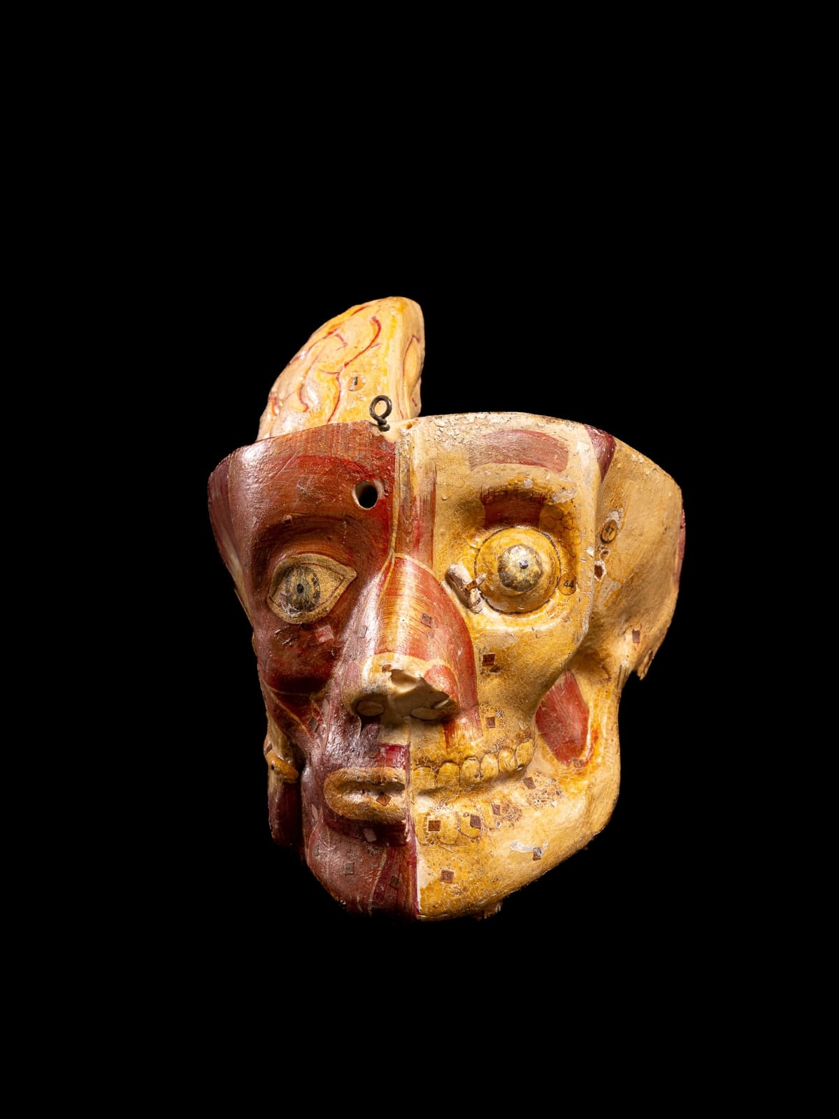 Anatomical cut of a human skull composed in natural painted papier-maché, with numbered labels on the different elements., 1st half 20th Century
