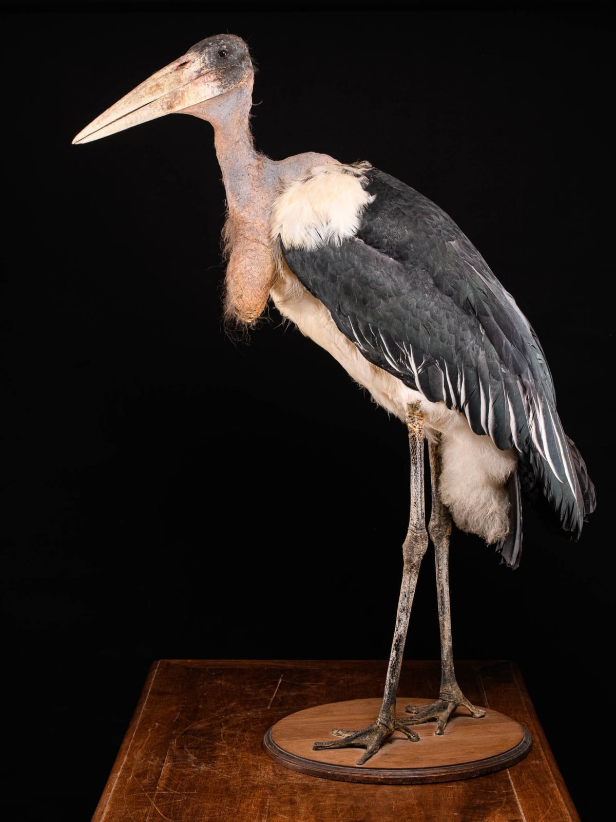 Marabou Stork taxidermy.Bald-headed black and grey feathers with very long legs and a large triangular beak. Mounted in a walking position on a wooden base. Wings are folded back against its body. Walking straight with head facing sideways and beak turned, >1947